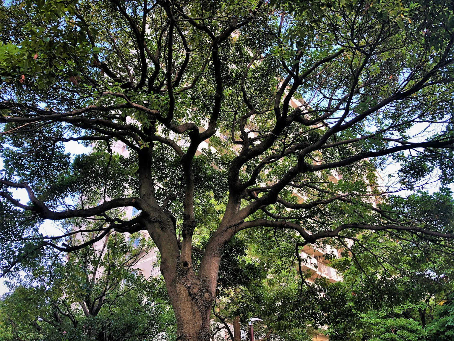 Großer Baum mit ausladenden Ästen in einer grünen Umgebung