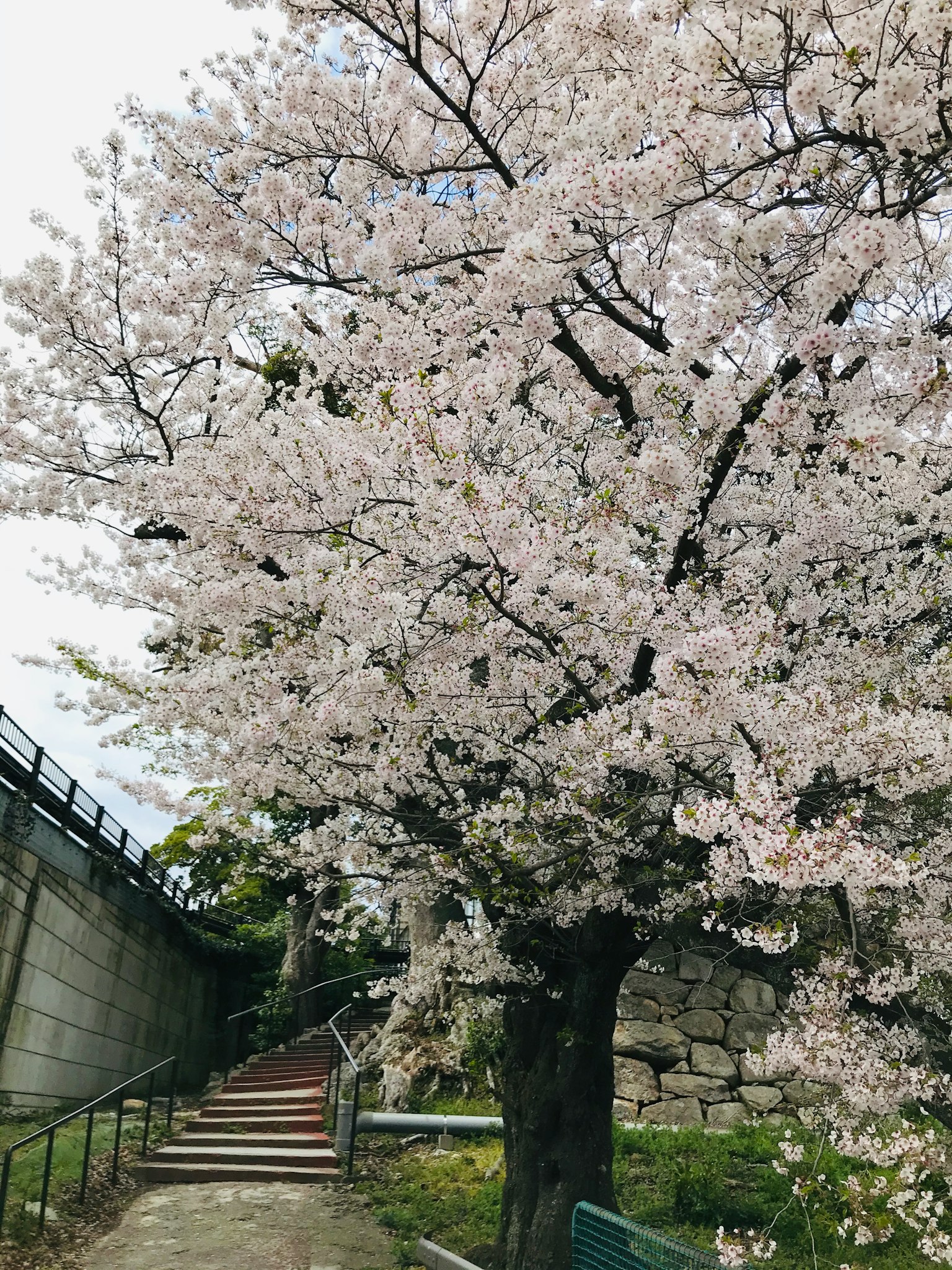 Un cerisier en fleurs à côté d'un mur en pierre avec des escaliers