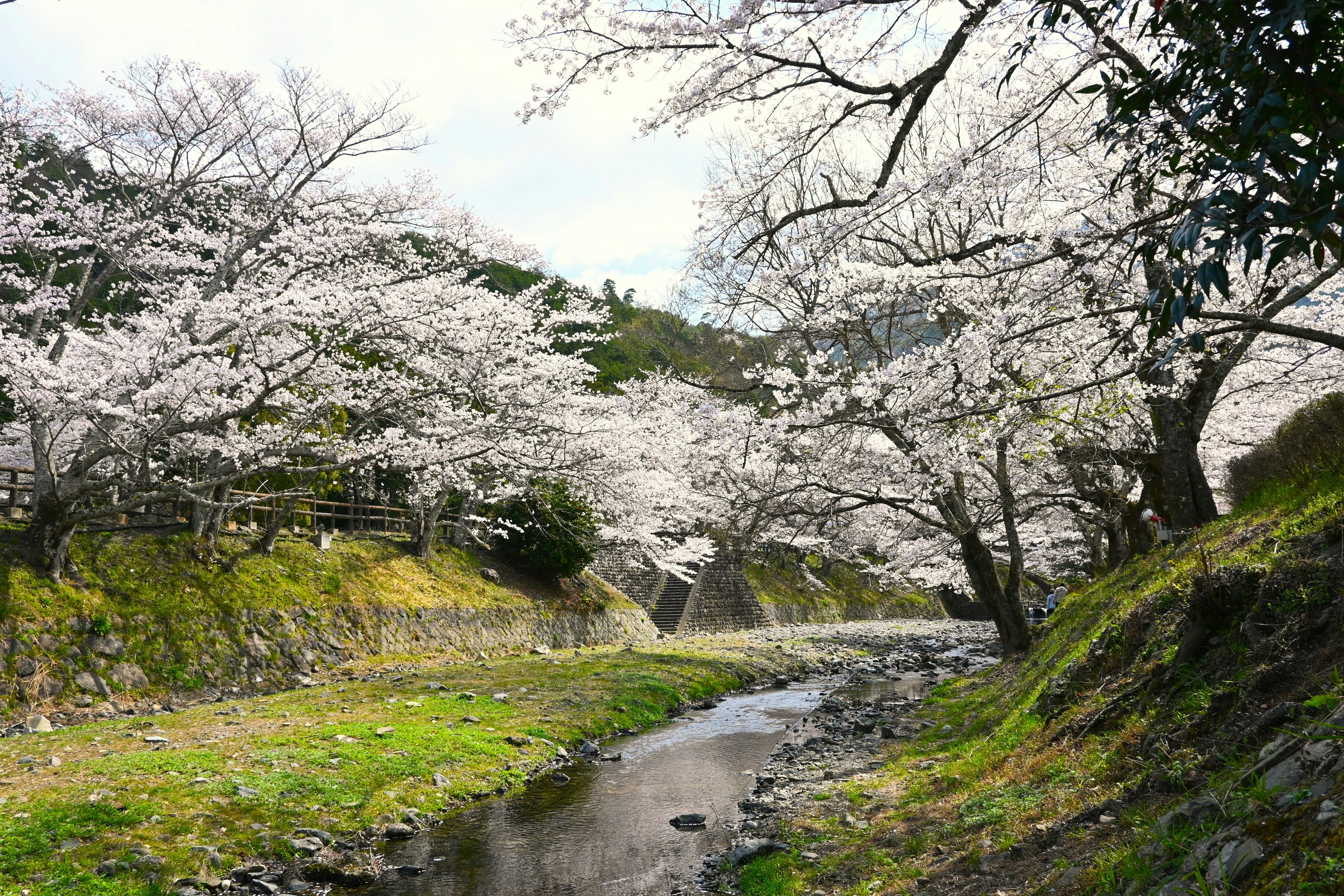 七谷川沿いの桜並木と小川の流れ