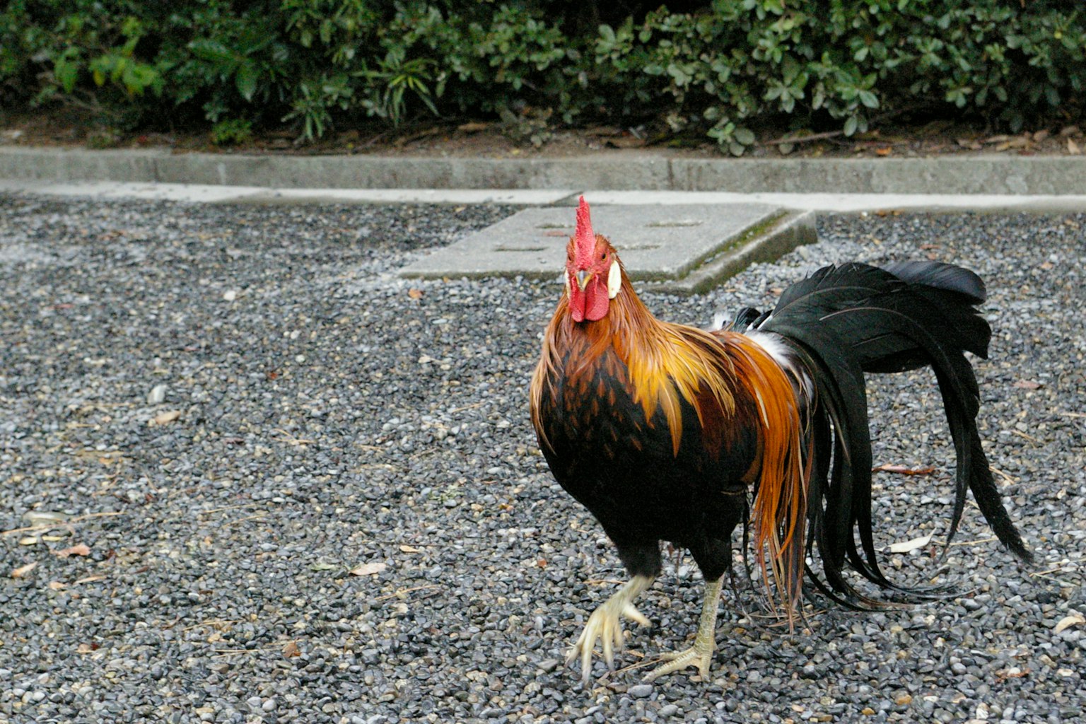 ไก่ตัวผู้กำลังเดินด้วยขนที่สวยงามและสีสันสดใส