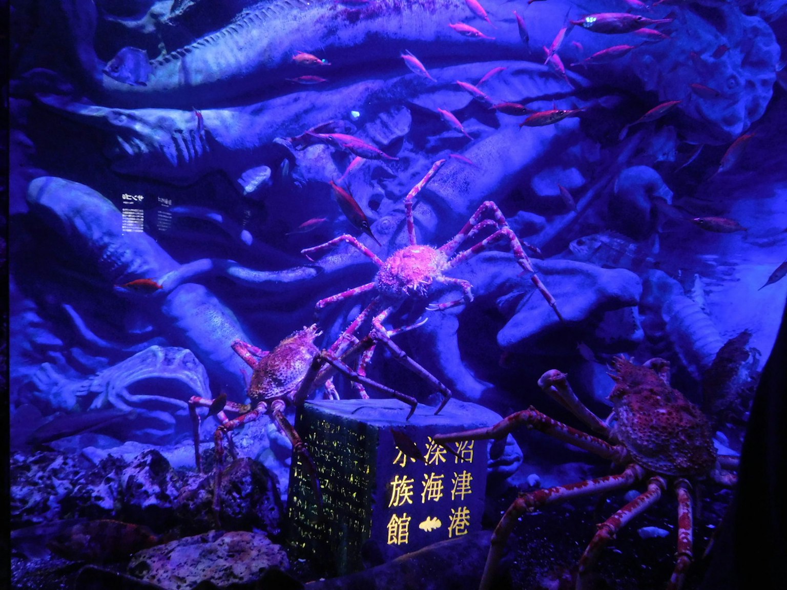 Due granchi in un acquario con pesci colorati e piante acquatiche blu sullo sfondo