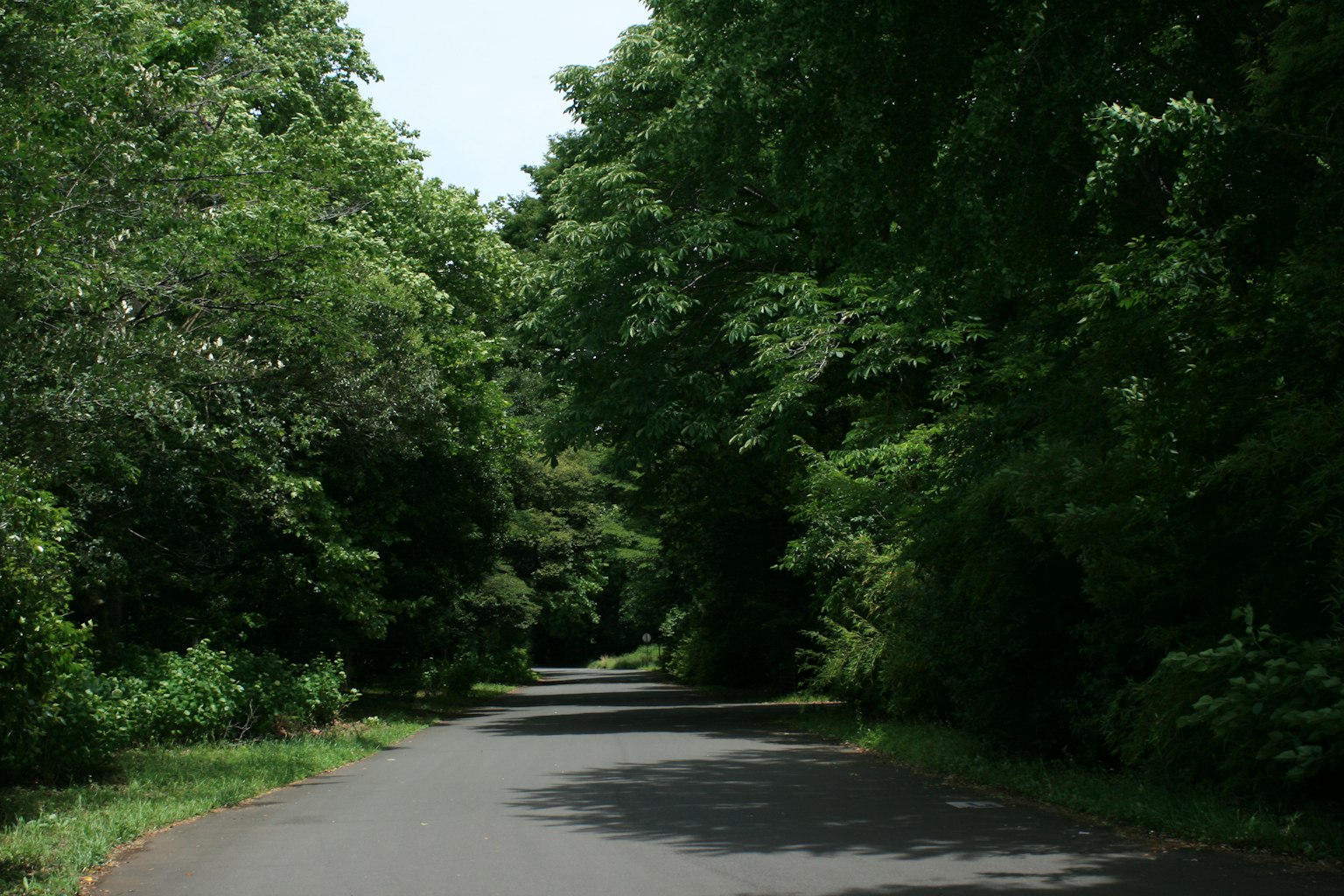Une route calme entourée d'arbres verts luxuriants