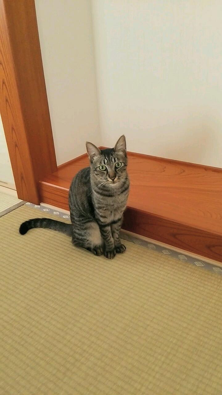 畳の和室で床の間の近くに座る猫