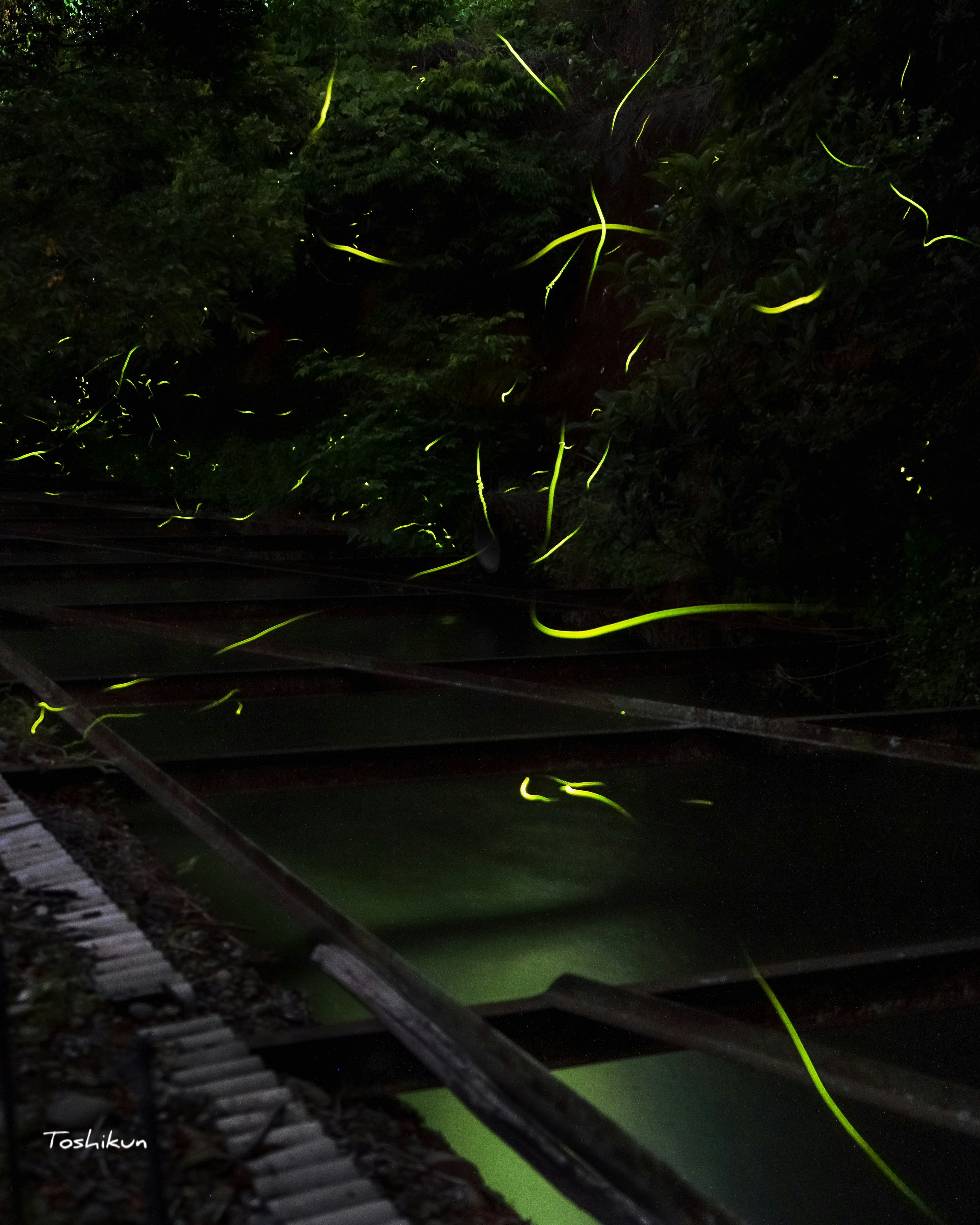 夜の川面に舞うゲンジボタルの光
