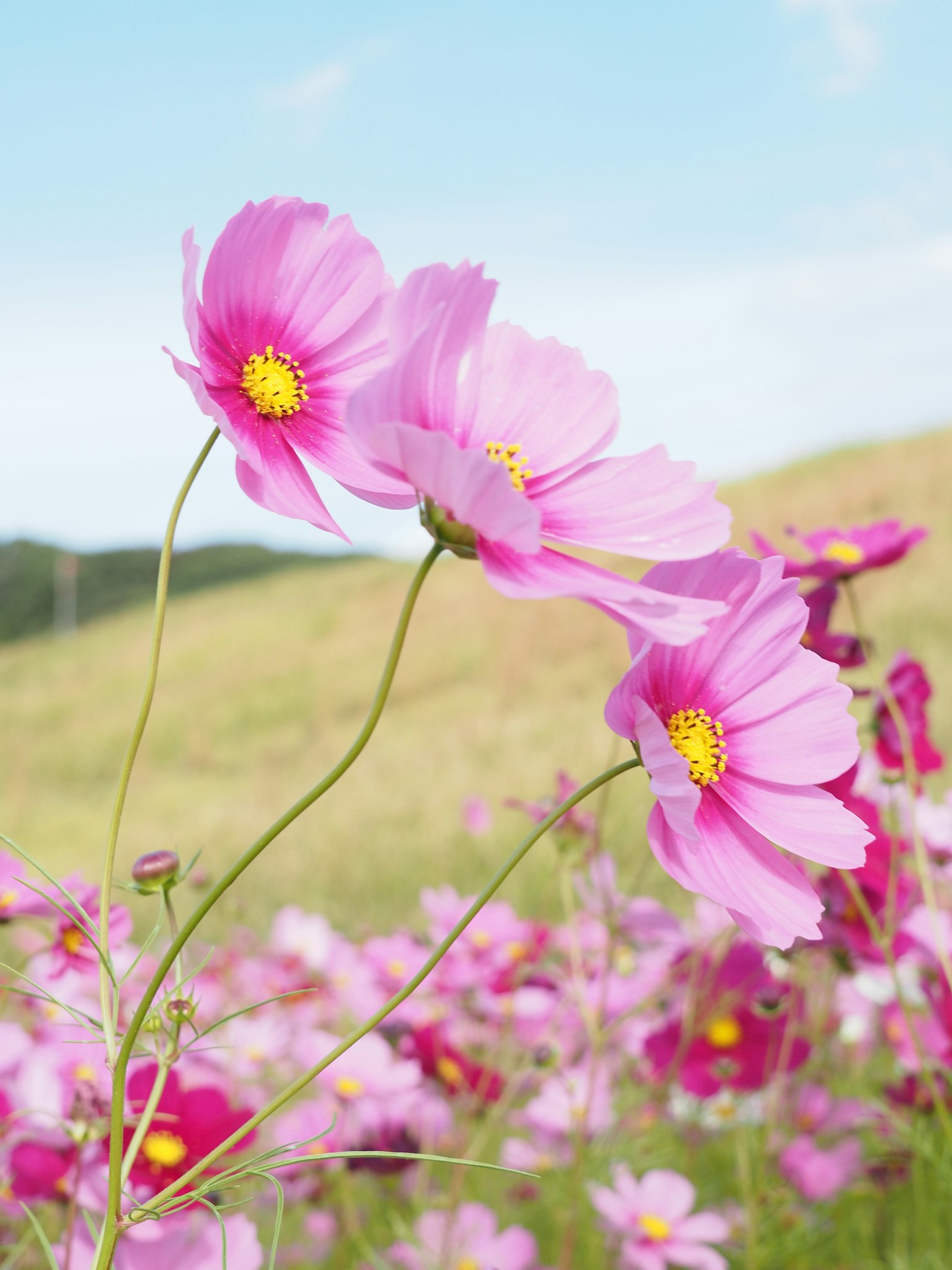 Fleurs de cosmos roses épanouies sous un ciel bleu