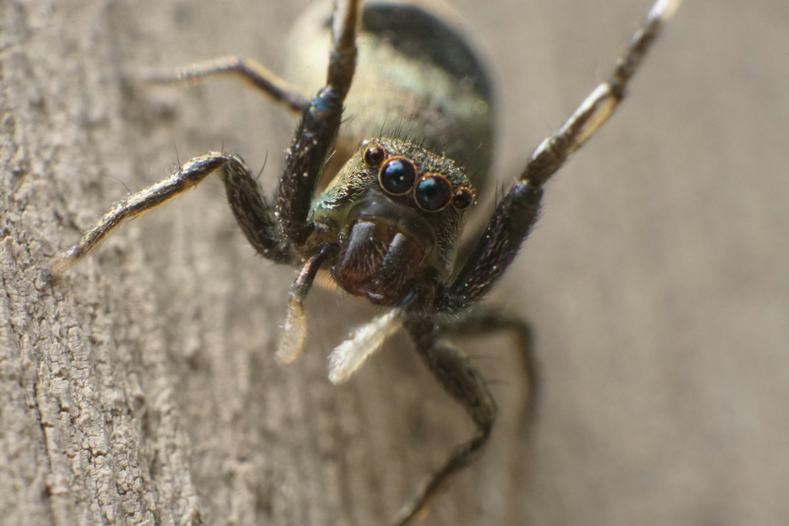Imagen en primer plano de una araña saltadora sobre una superficie de madera