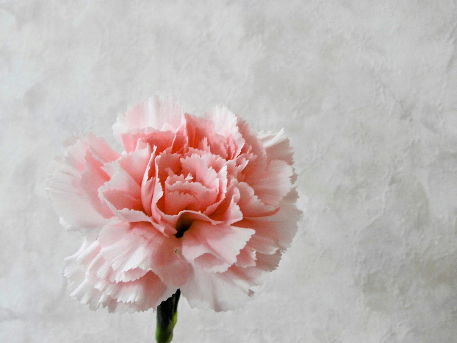 A soft pink carnation stands out against a textured background