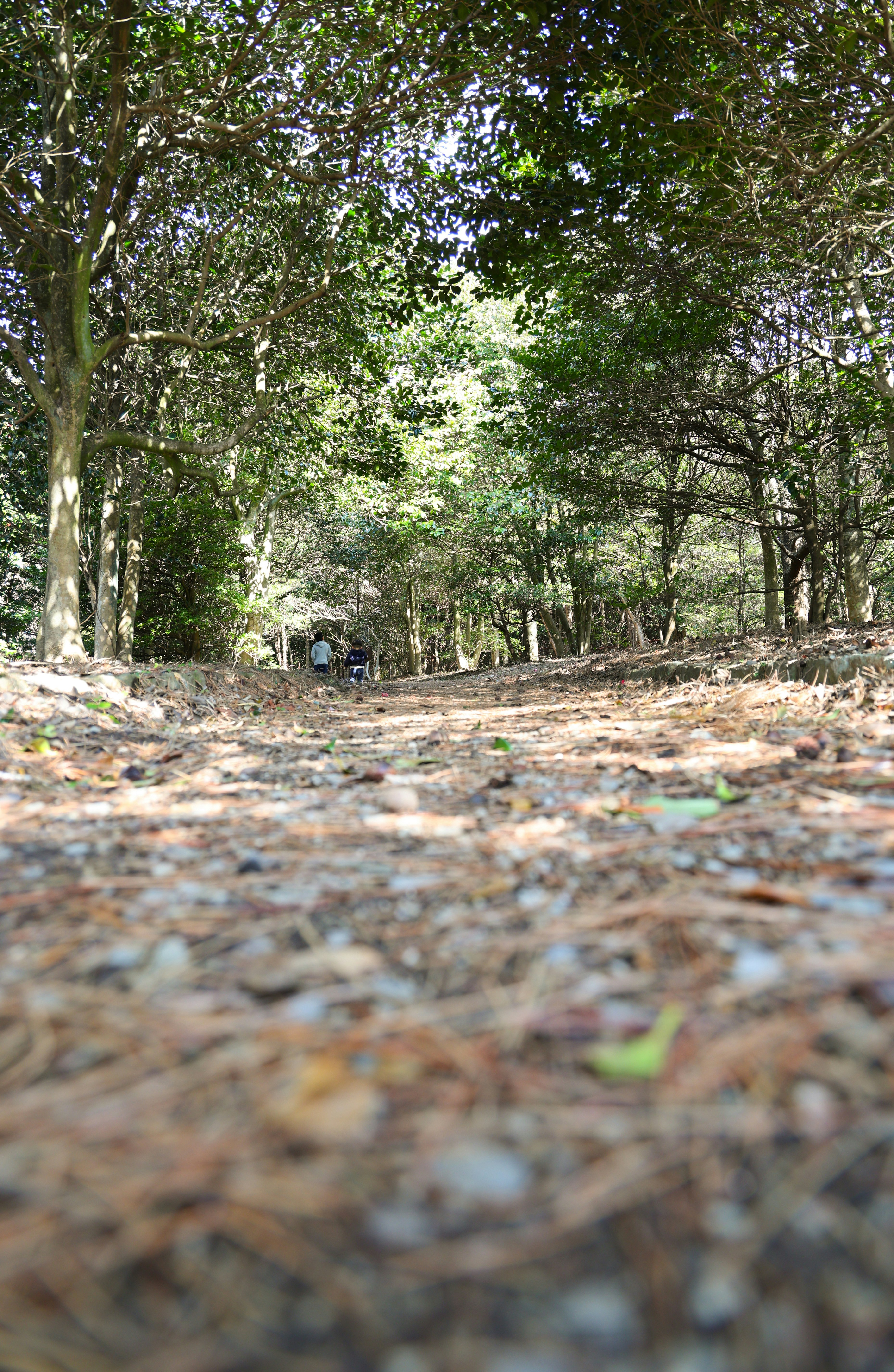 pemandangan jalur hutan di antara pepohonan gambar