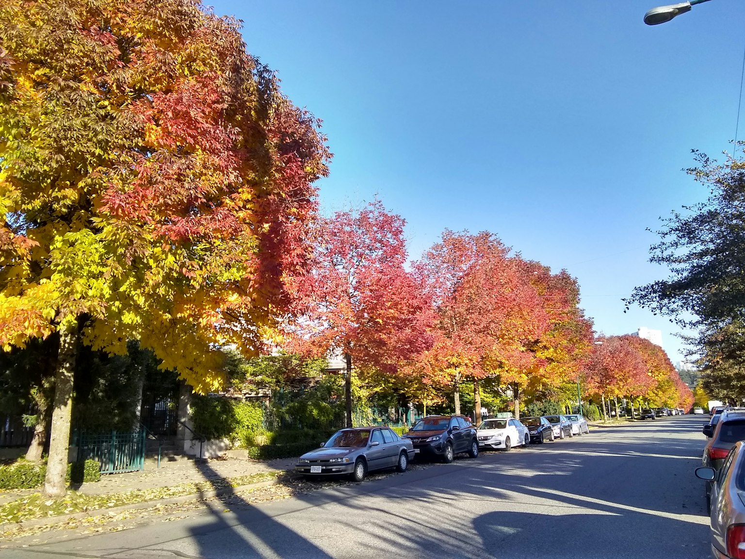 Feuilles d'automne colorées bordant la rue sous un ciel bleu clair