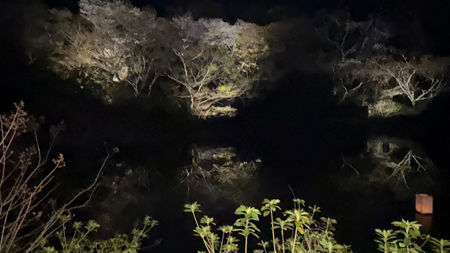 Arbres éclairés et reflets sur l'eau dans un environnement sombre