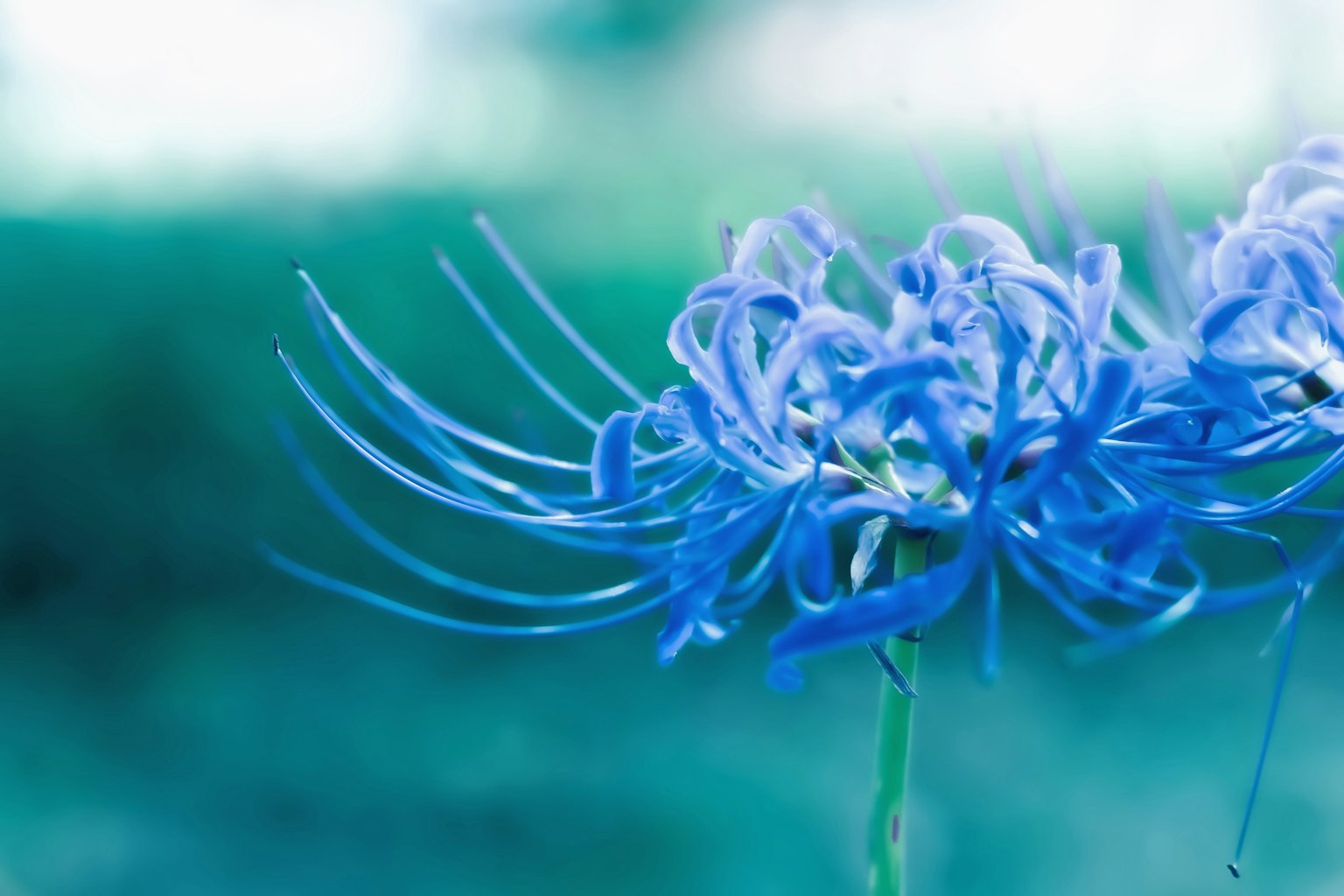 Primo piano di un fiore blu con petali sottili e delicati
