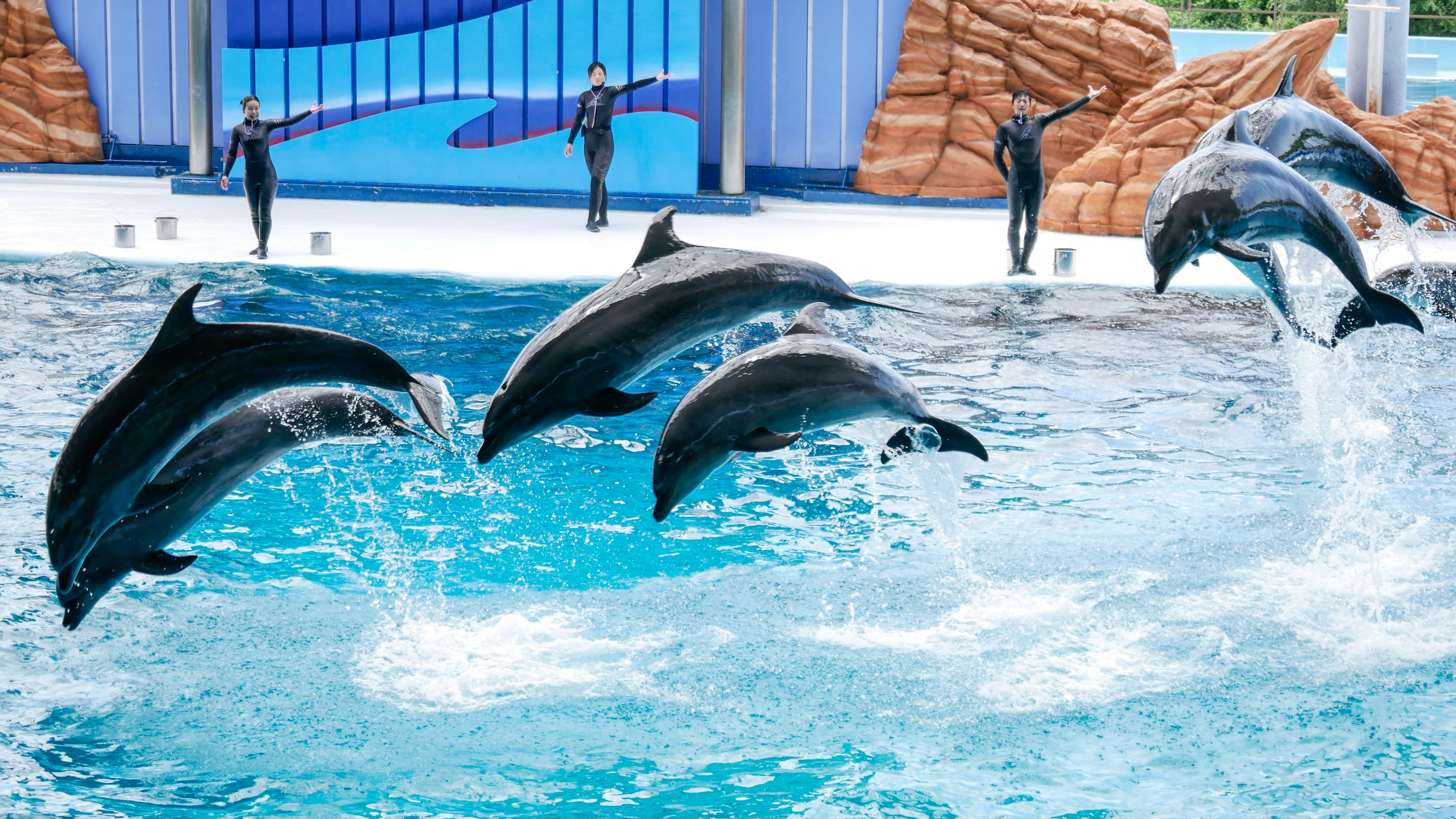 水族館でイルカが飛び跳ねる飛沫のある水面