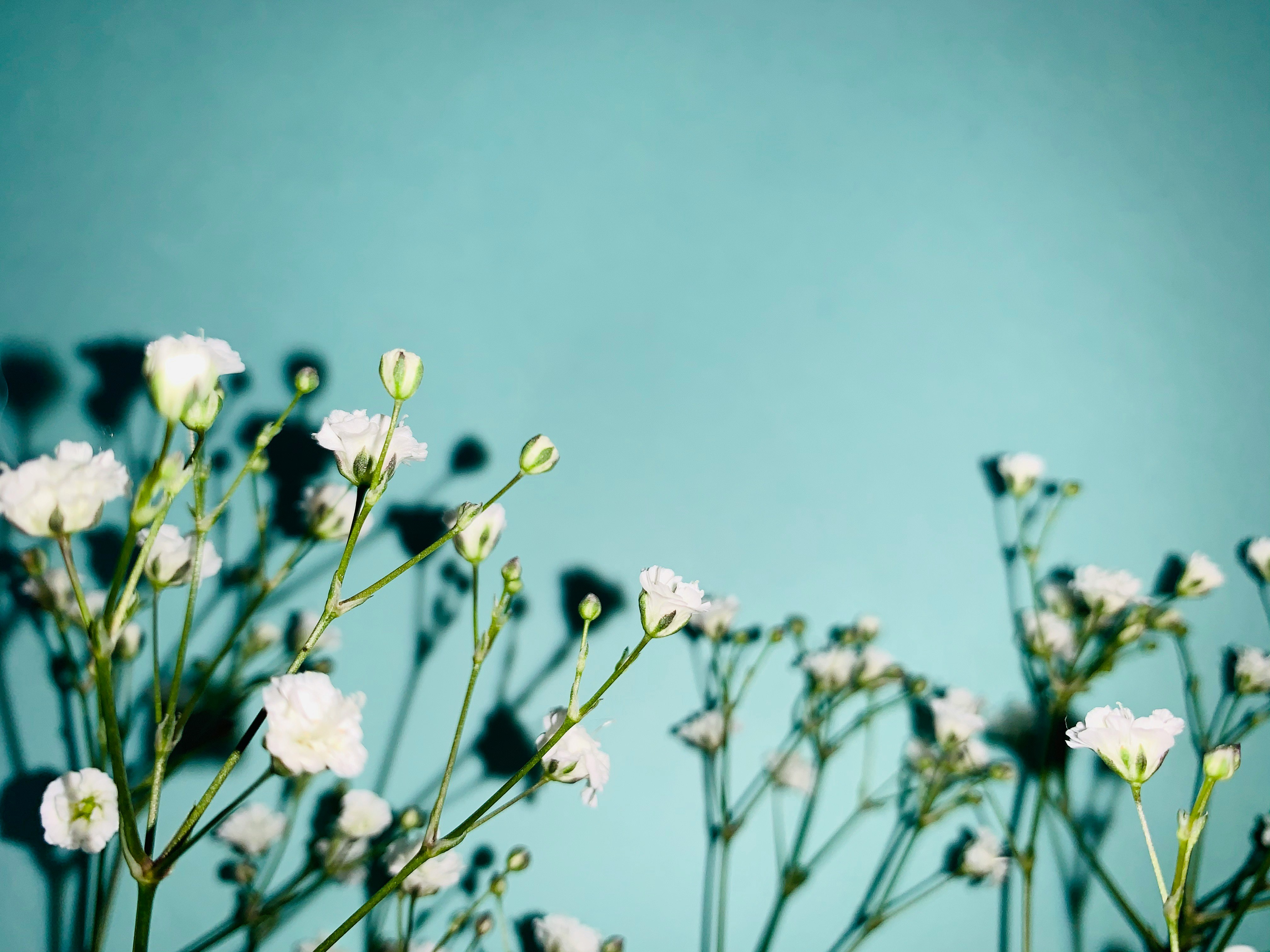 かすみ草の花が咲く淡い青空背景