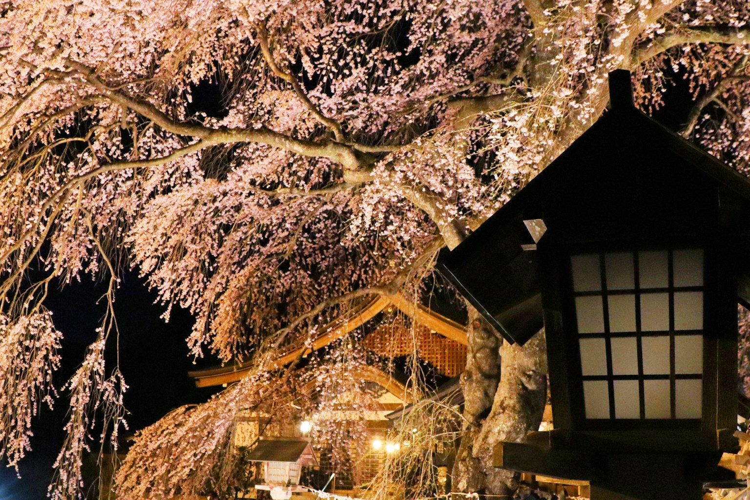 Maison japonaise traditionnelle sous des cerisiers en fleurs la nuit