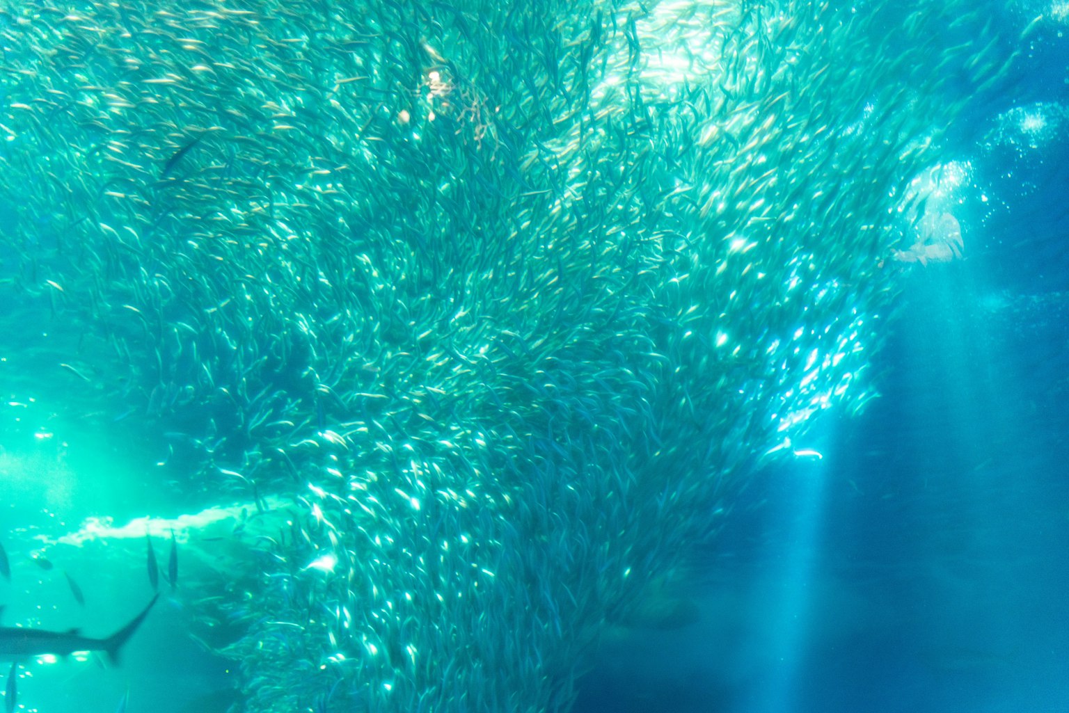 Cardumen resplandeciente de peces en agua azul con rayos de luz
