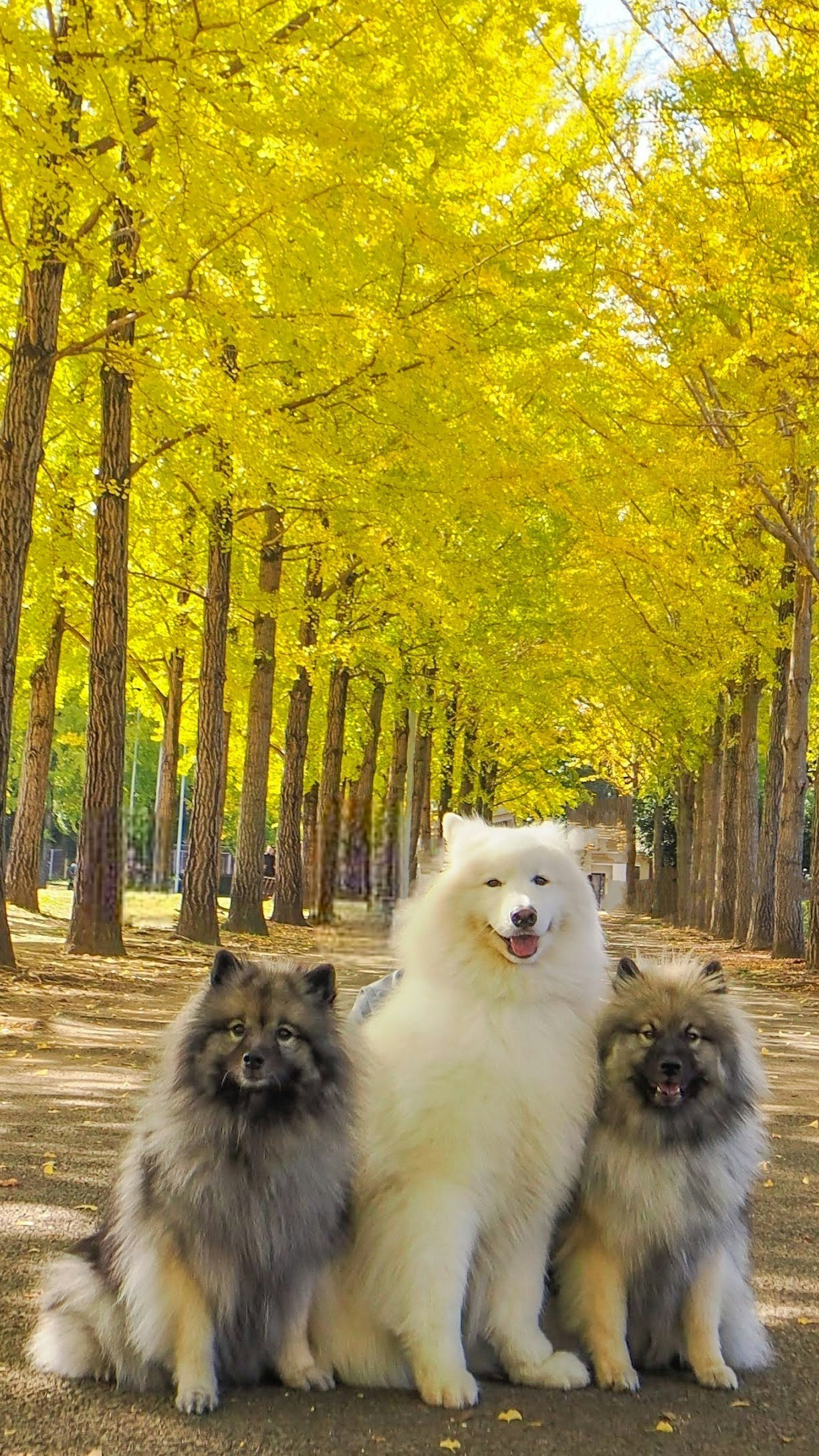イチョウ並木の秋道で並ぶサモエドとキースホンド