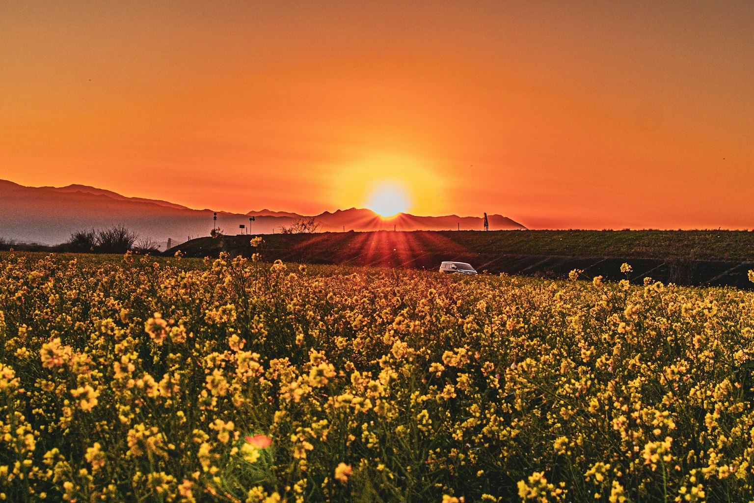 Vista panoramica di un tramonto su un campo di fiori gialli