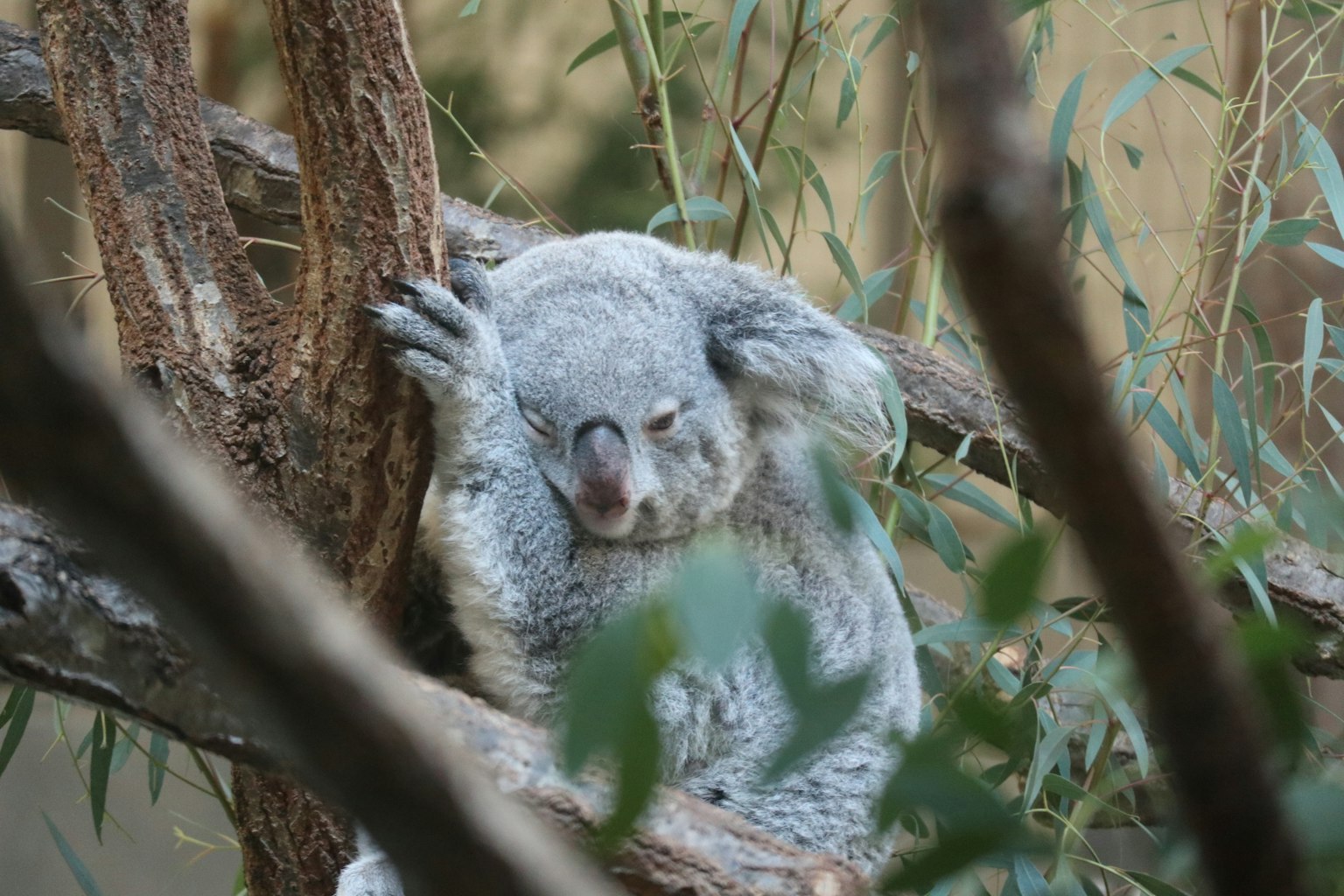 A cute koala sleeping on a tree branch