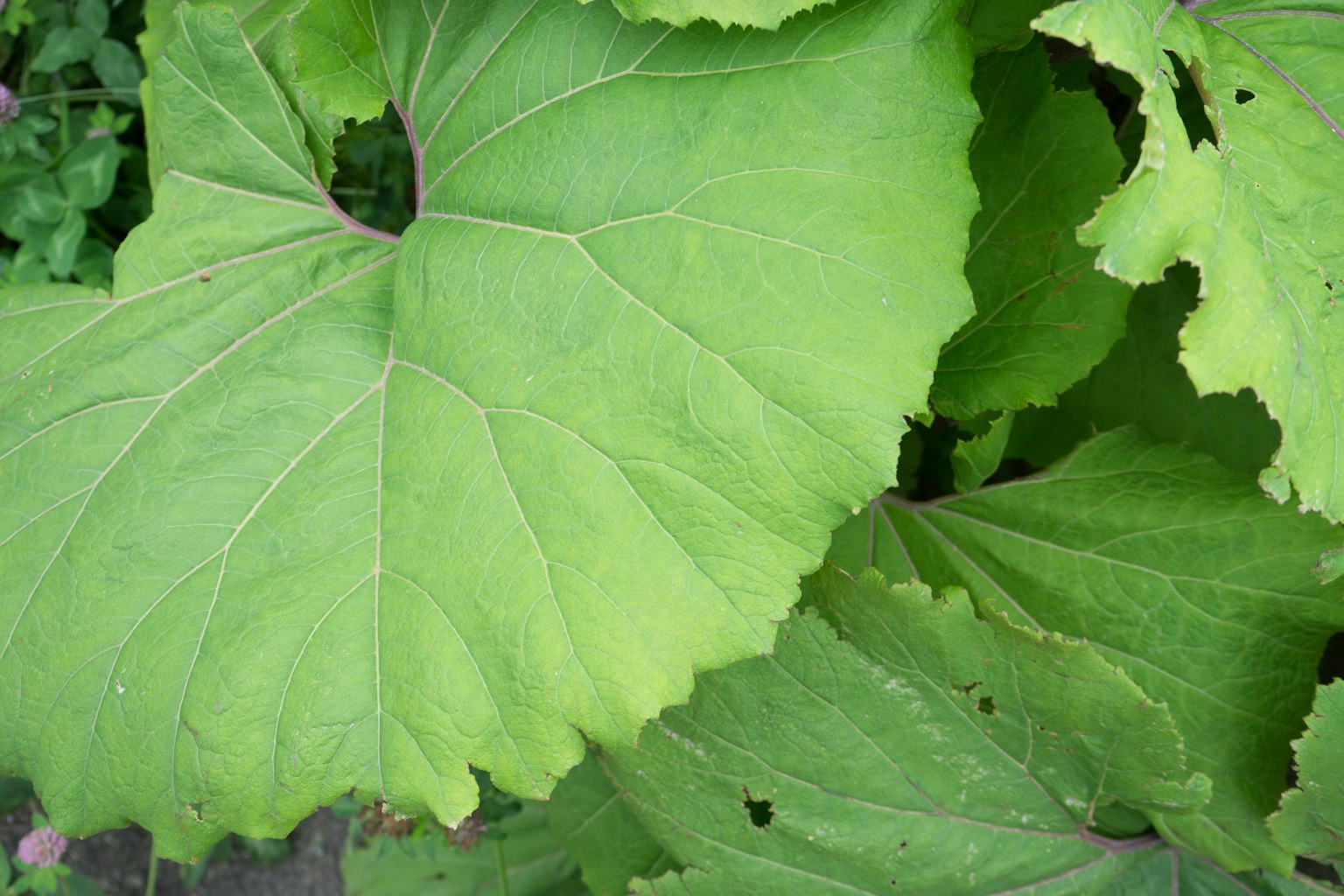 Feuilles vertes larges et superposées avec des textures distinctes