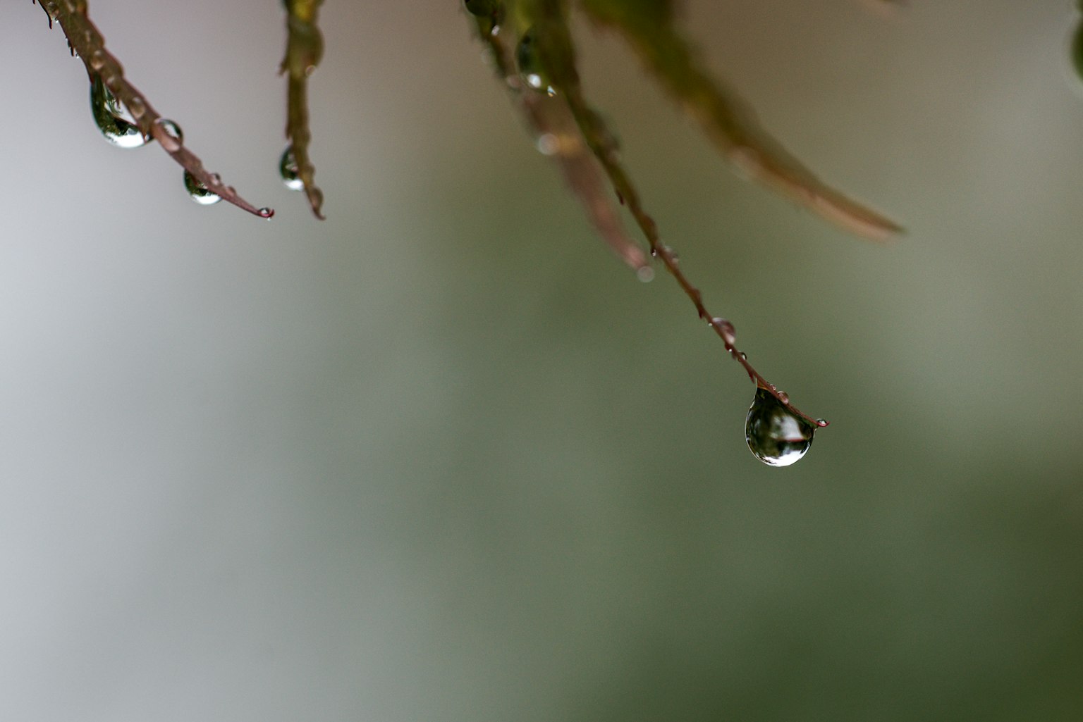 Primo piano di gocce d'acqua appese ai fusti di piante verdi
