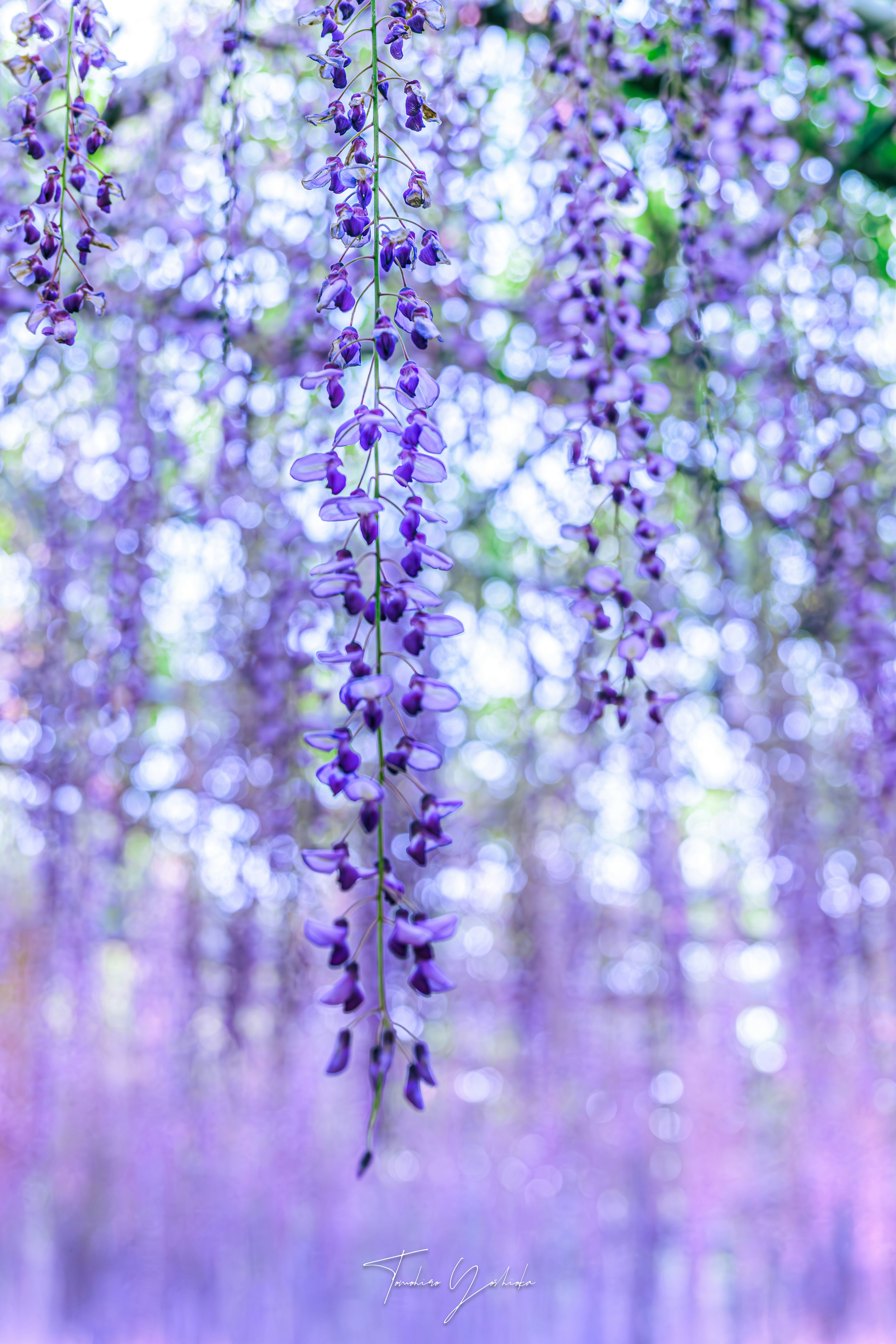藤の花が連なるあしかがフラワーパークの花景色