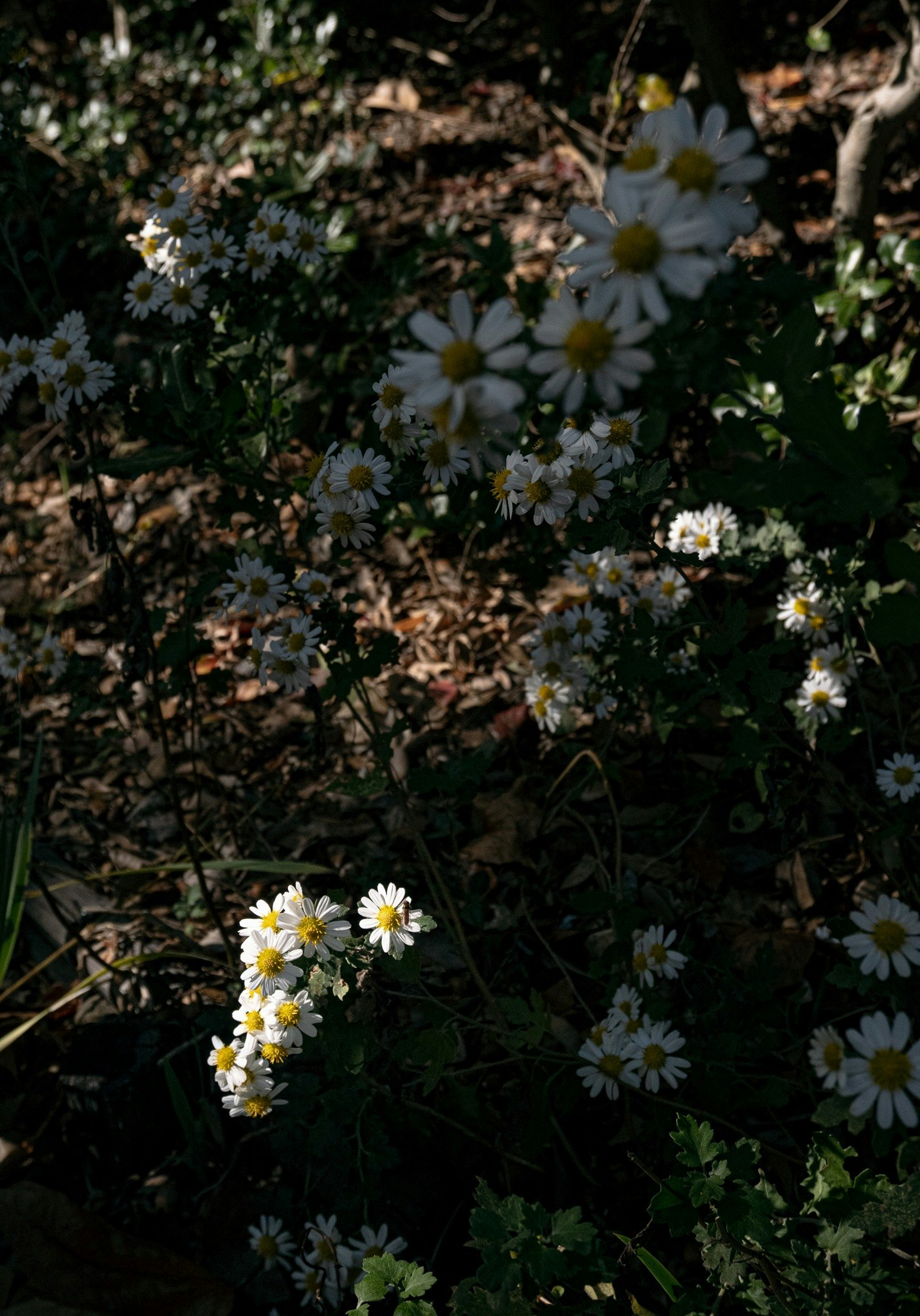 草むらに咲く小さな白いマーガレットの花