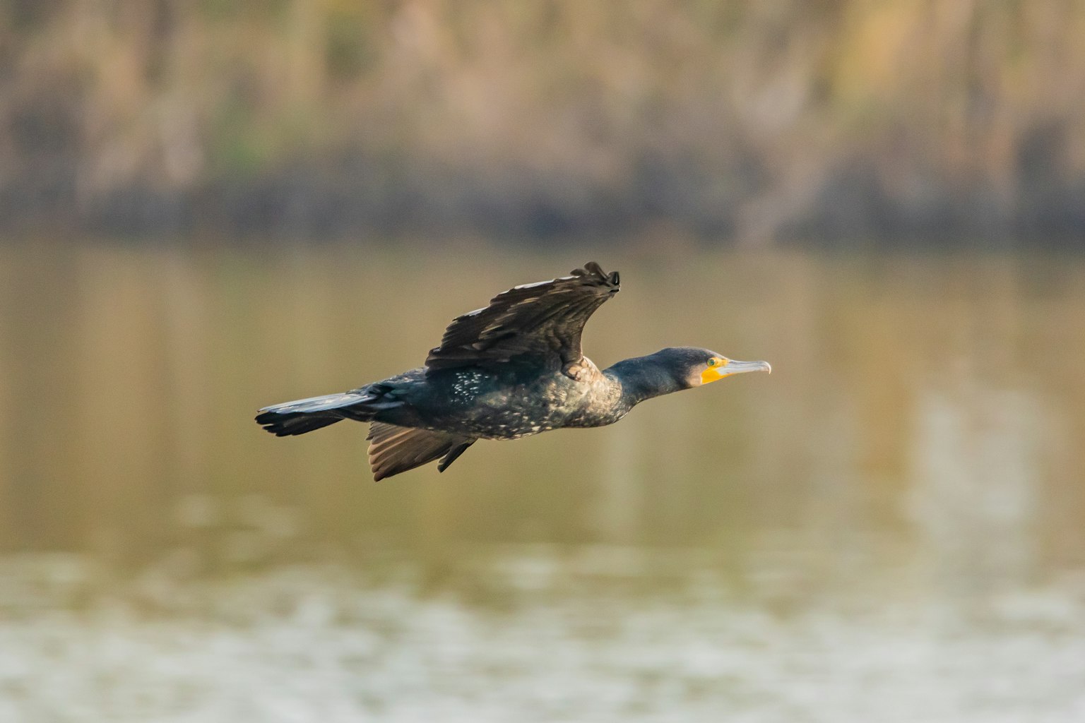 Kormoran fliegt über Wasser mit verschwommenem natürlichem Hintergrund