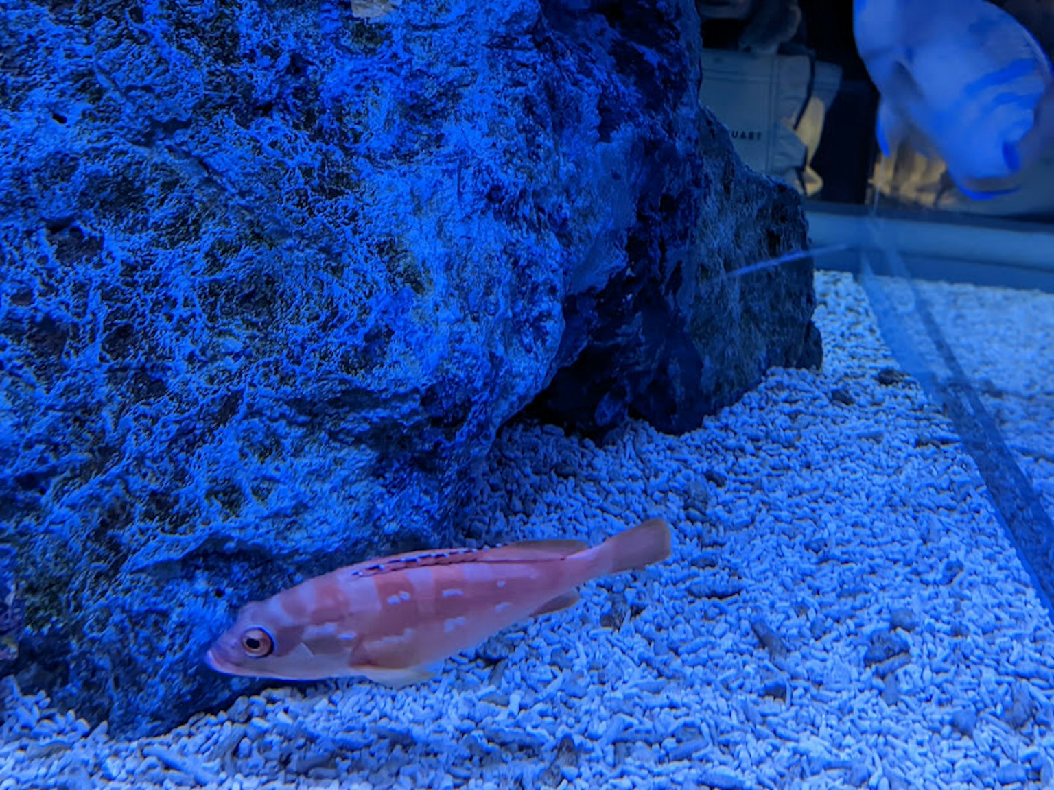 Roter Fisch schwimmt nahe einem Stein in einem blauen Aquarium