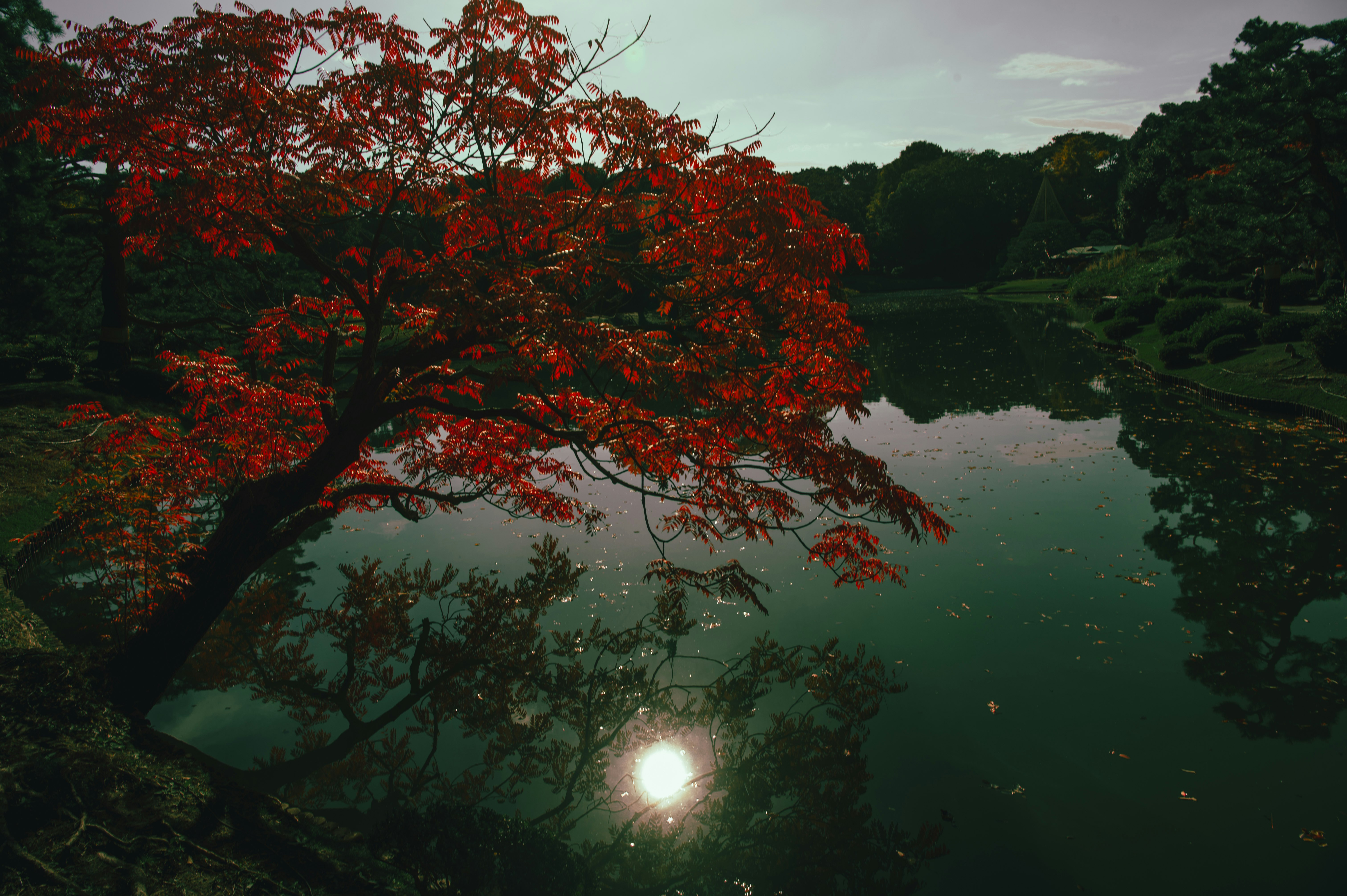 水辺に映る紅葉の木と静かな池の風景
