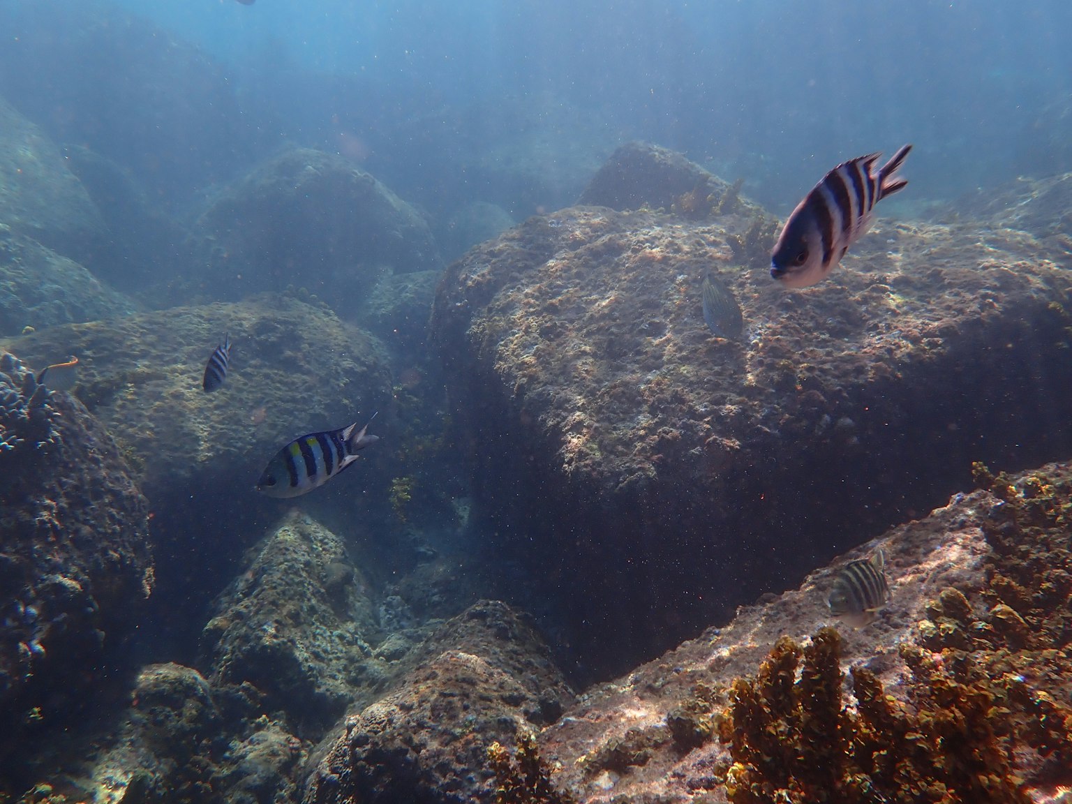 Unterwasserszene mit Felsen und schwimmenden Fischen