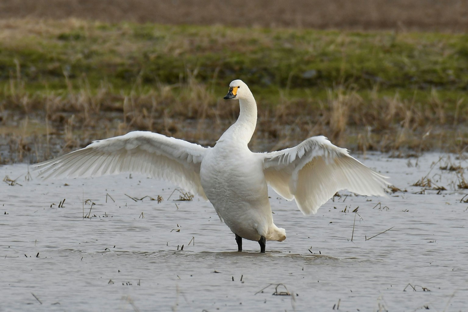 Un cygne déployant ses ailes dans l'eau peu profonde