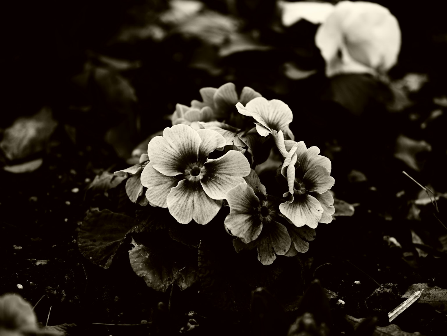 Image en noir et blanc de fleurs de pensée en groupe