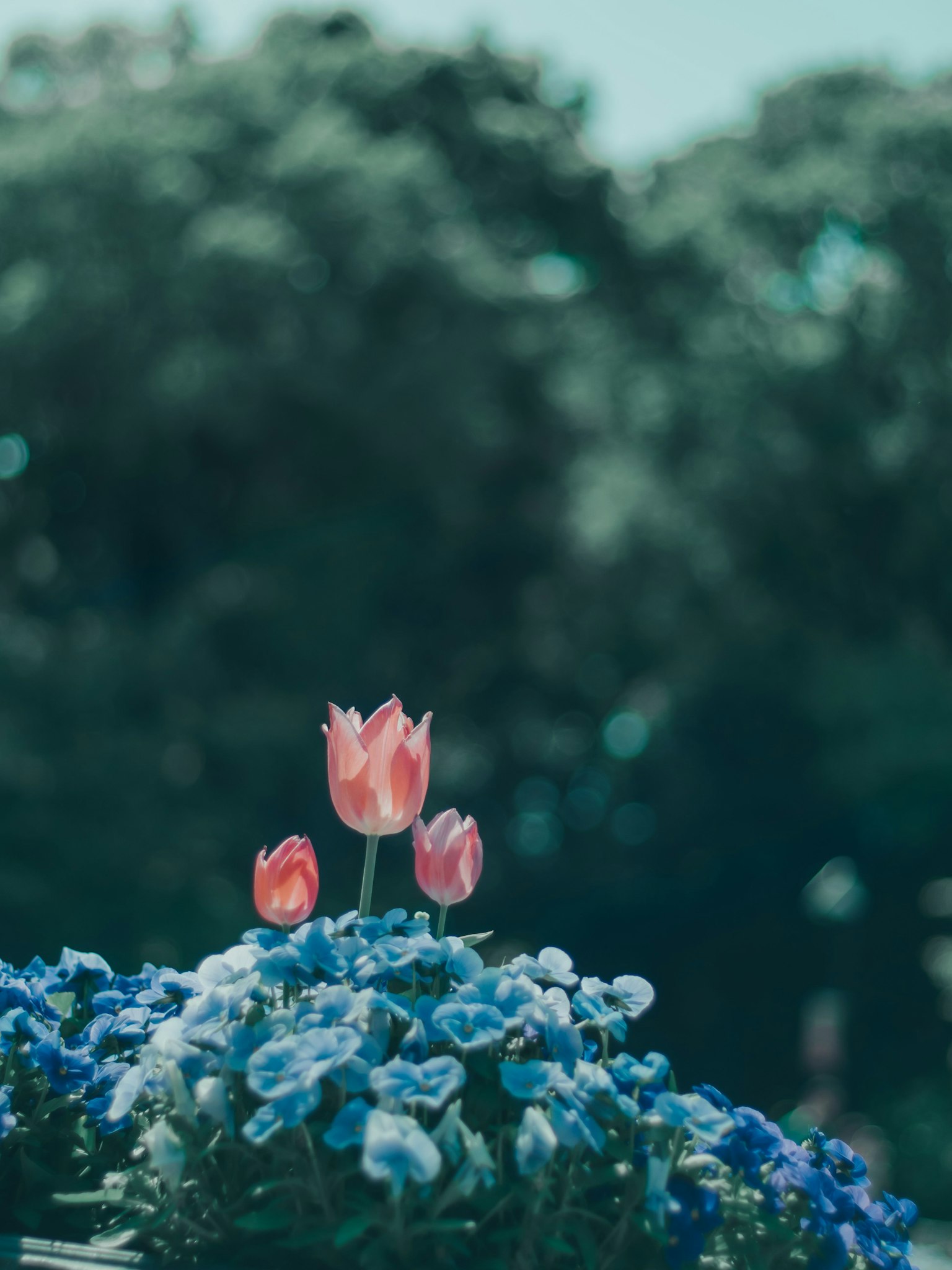 Tulipes roses fleurissant parmi des fleurs bleues