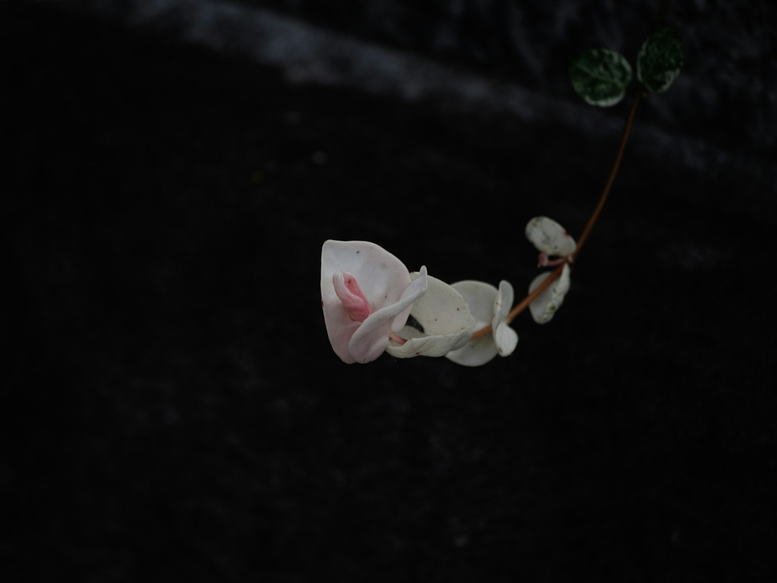 Eine zarte rosa Blume vor einem dunklen Hintergrund