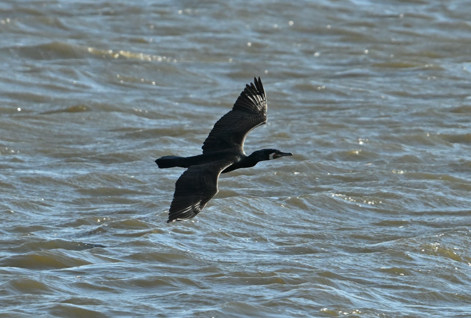 一隻黑鳥飛過水面