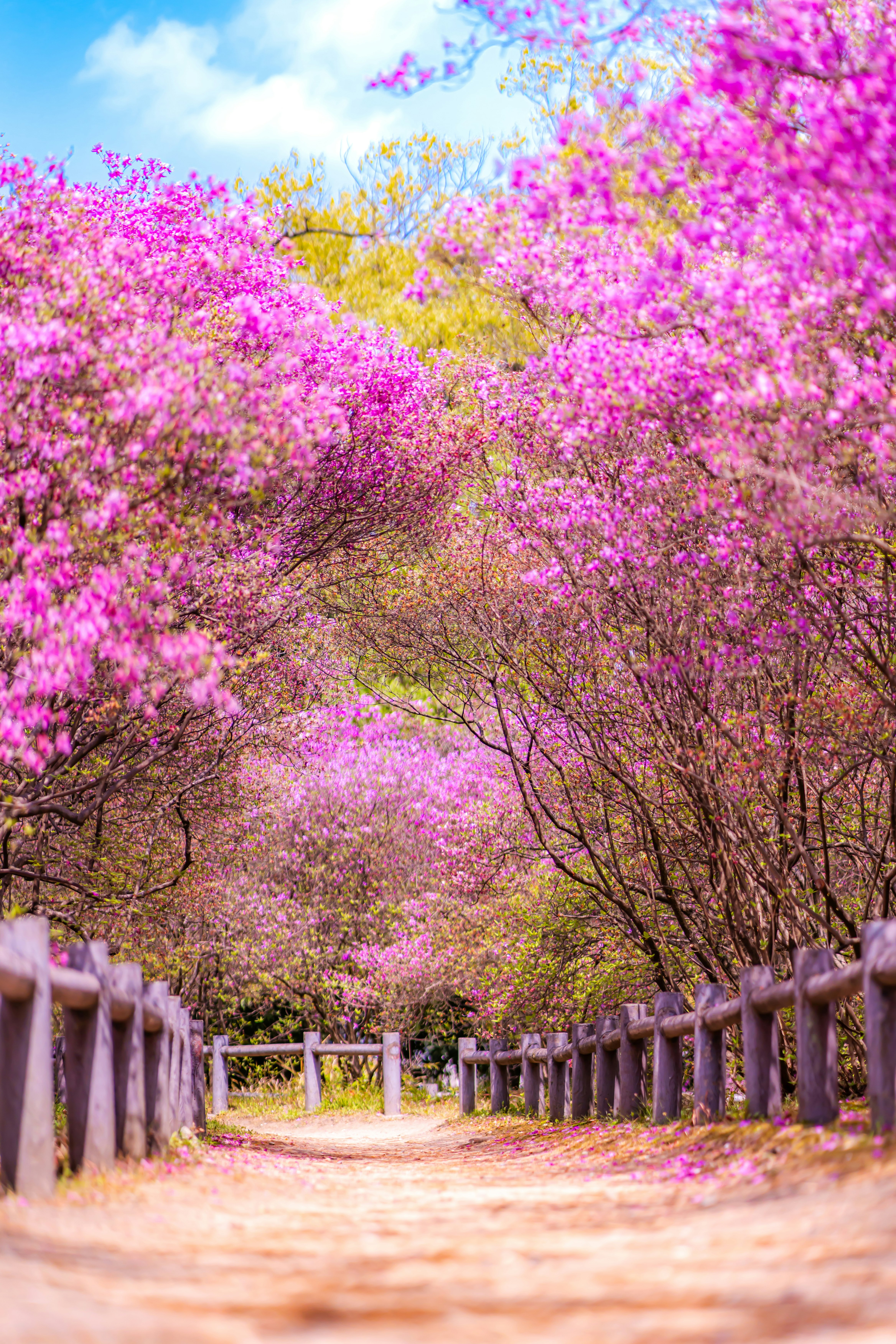 春の兵庫・関西で咲くピンクの花の並木道