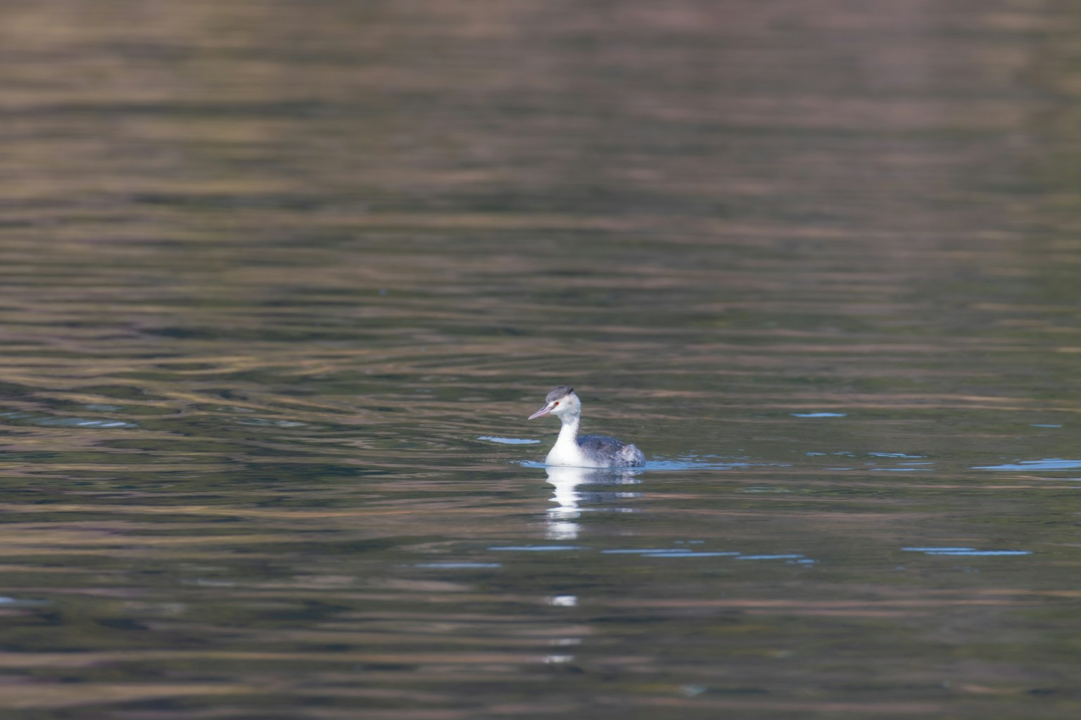 Ein weißer Vogel, der auf der Wasseroberfläche schwimmt