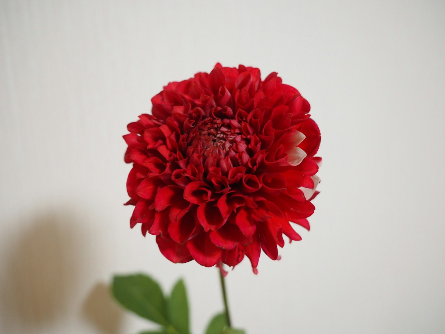Fleur de dahlia rouge vif sur fond blanc