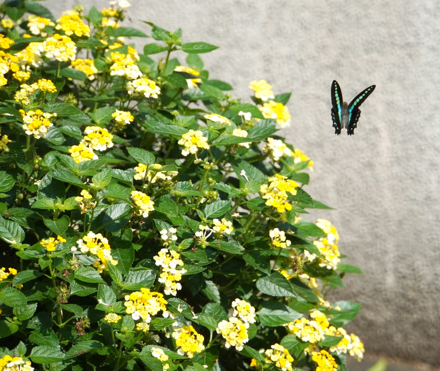 Pianta verde con fiori gialli e una farfalla blu in volo