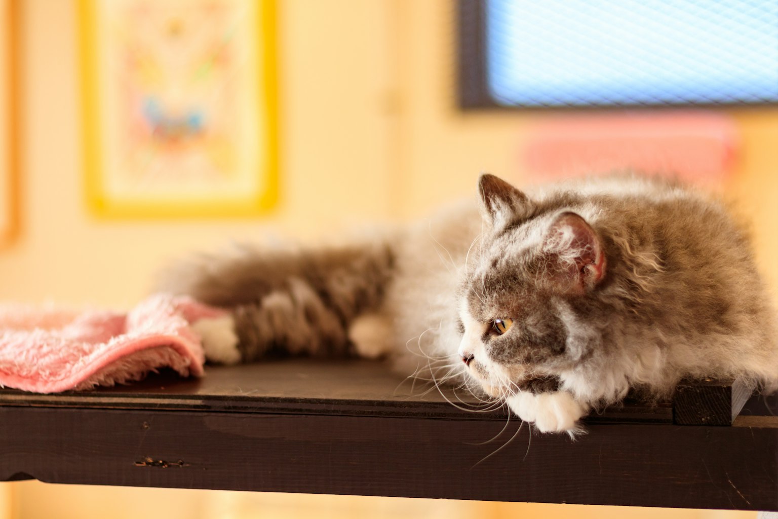 Un chat allongé sur une table avec un pelage doux et une expression détendue une œuvre d'art colorée visible en arrière-plan