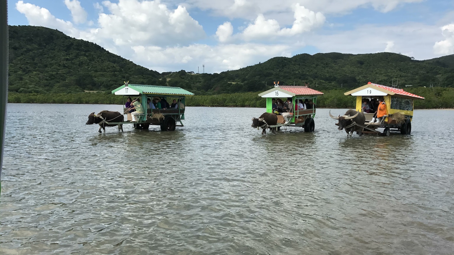 Scenic view of floating huts with water buffaloes in a lake