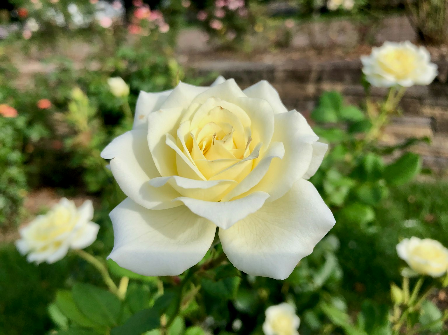 Gros plan d'une rose blanche fleurissant dans un jardin