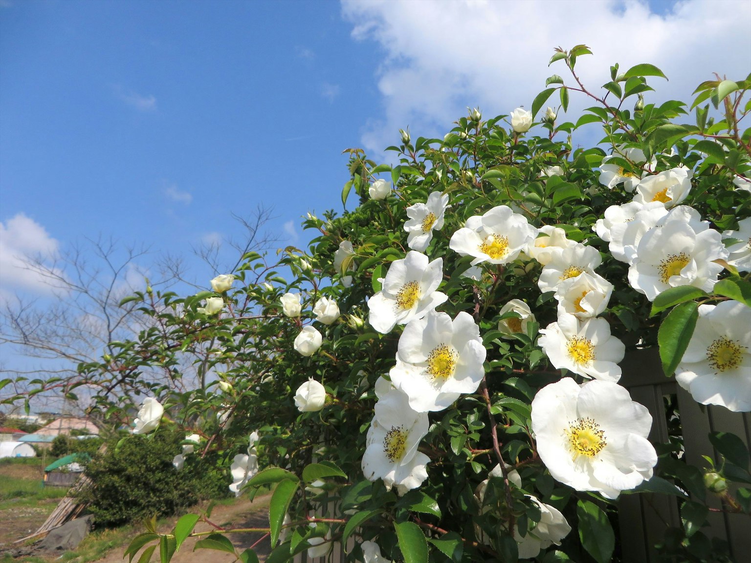 Nahaufnahme von weißen Blumen und grünen Blättern unter einem blauen Himmel