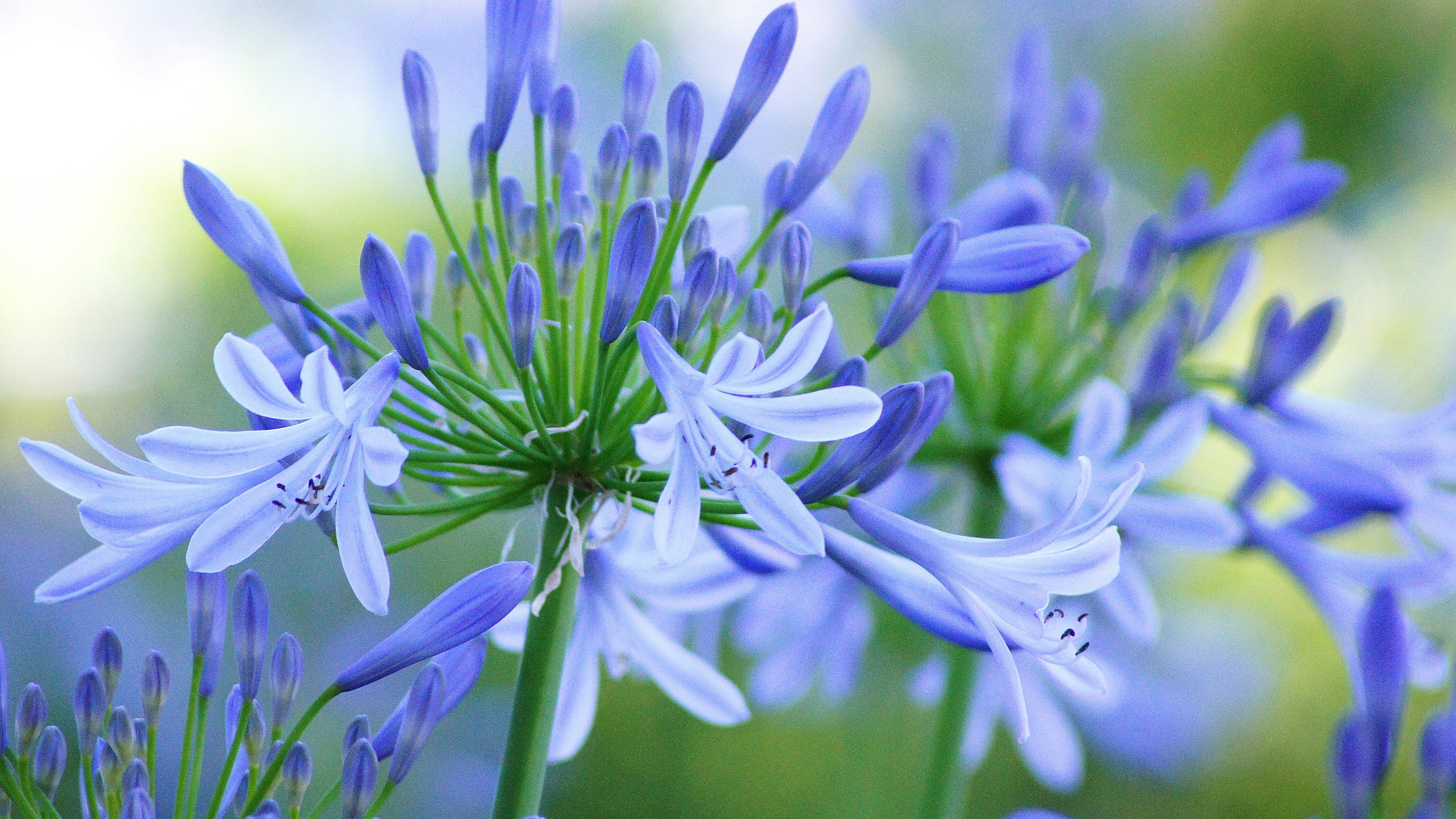 青い花が群生するボケの効いた花畑