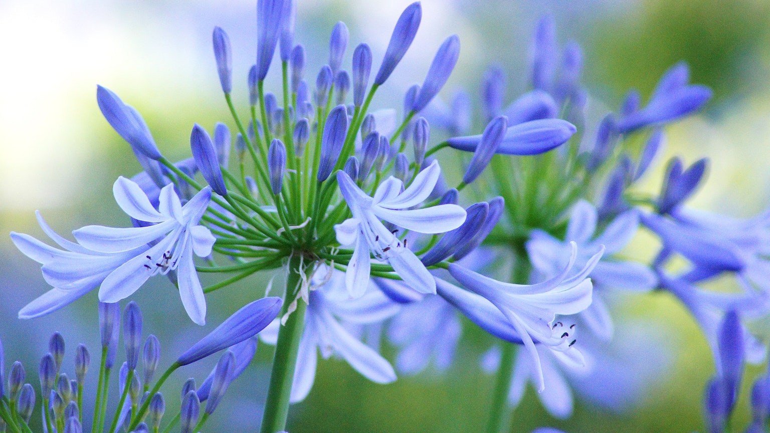 Nahaufnahme einer Pflanze mit blau-lila Blumen mit zarten Blütenblättern und grünen Stängeln