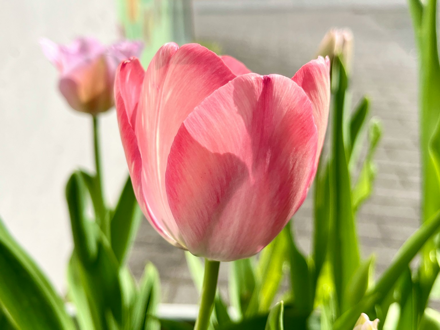 Một bông hoa tulip hồng đẹp được bao quanh bởi lá xanh