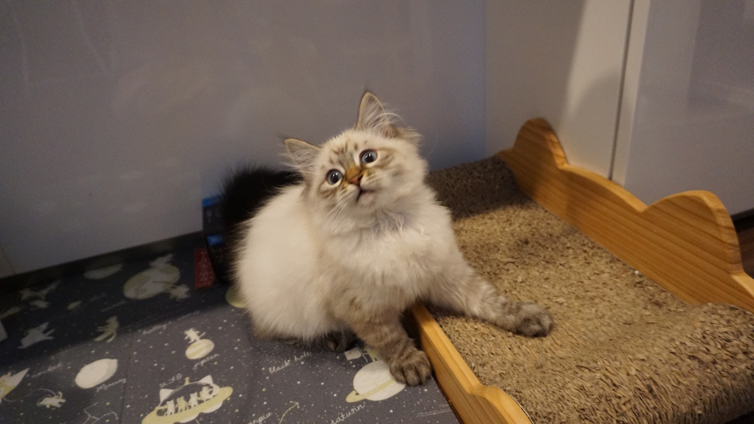 一只白灰色的毛茸茸的猫在猫树附近放松