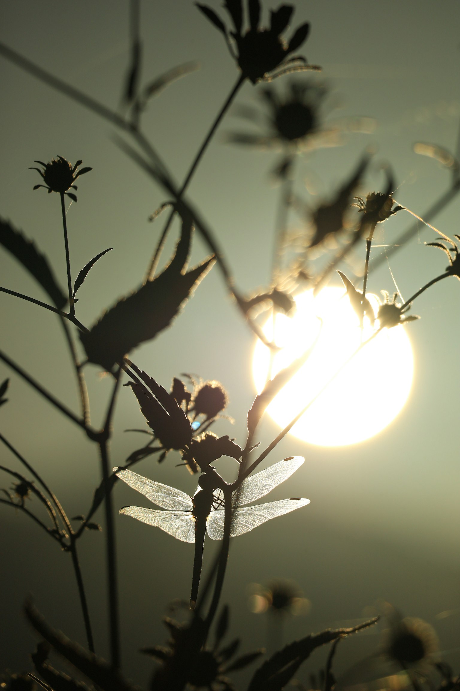 Silhouette of plants and flowers against the backdrop of a sunset