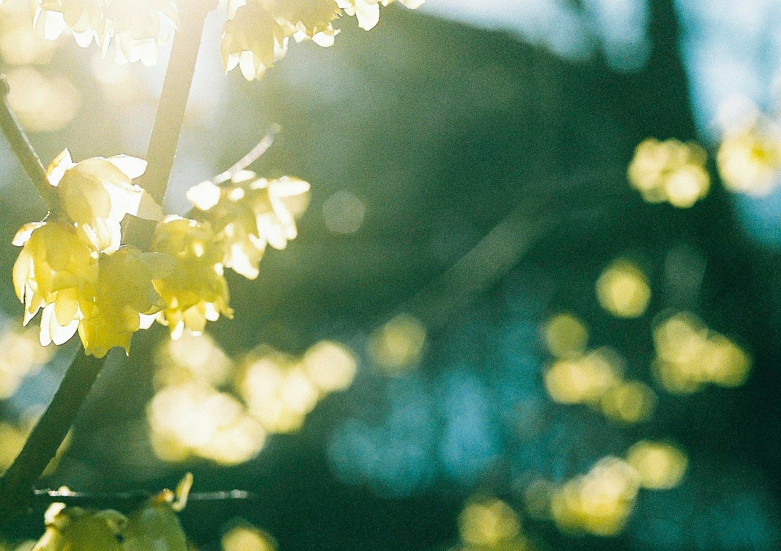 ภาพใกล้ของดอกไม้สีเหลืองที่มีแสงแดดส่องสว่าง