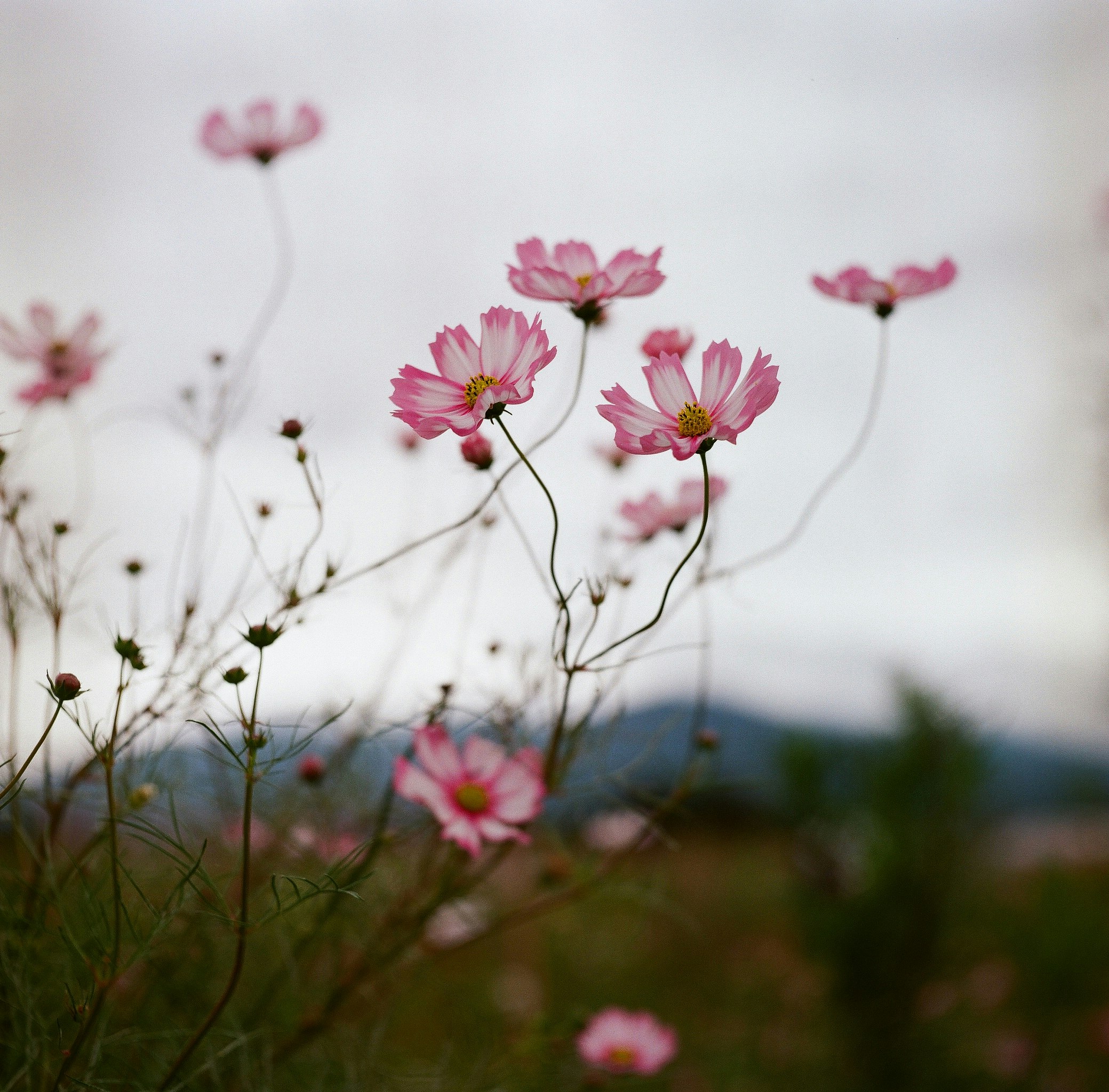 白い空を背景に咲くコスモスの花